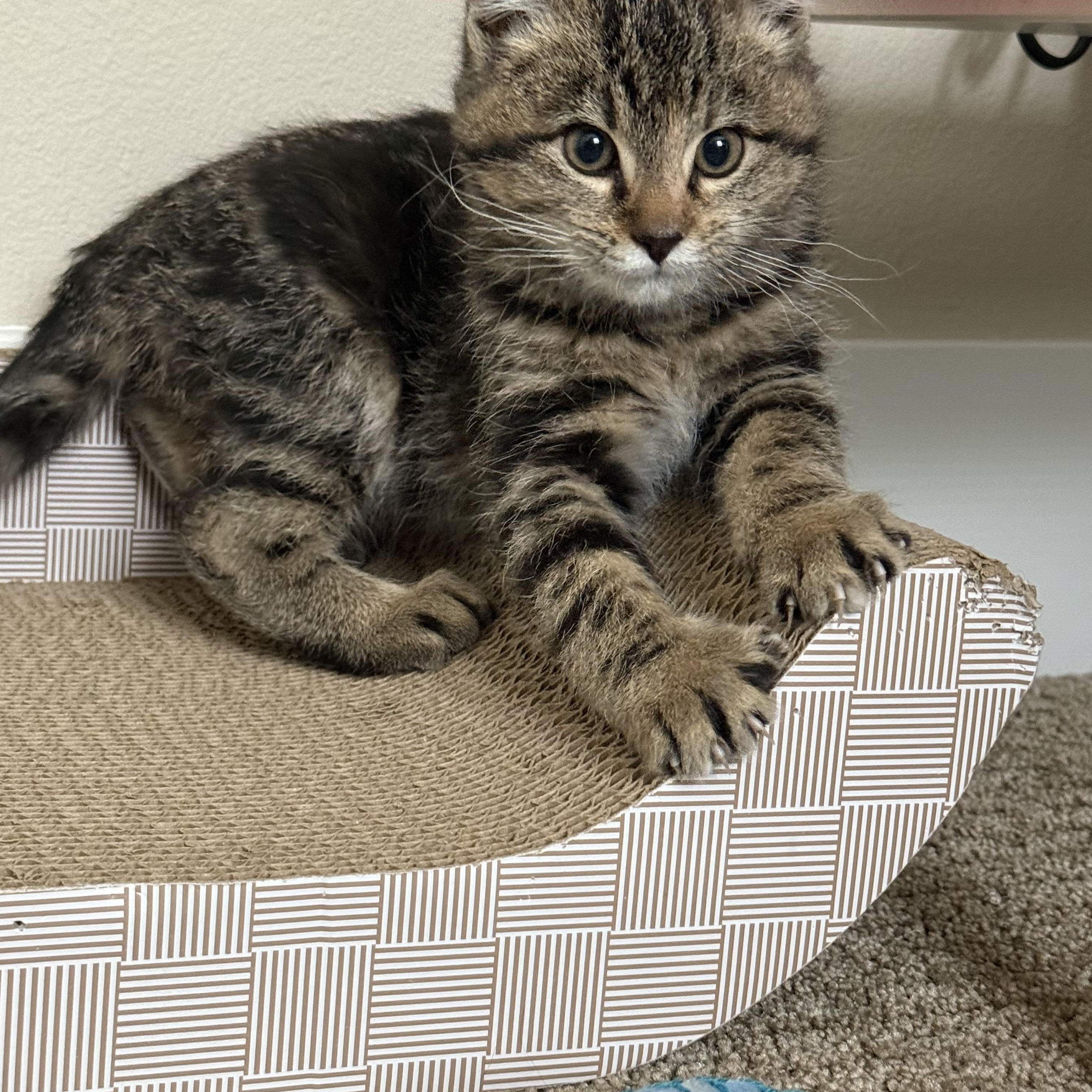 Enlarge Beatrice , an adopted mixed breed in Bonney Lake, WA image 1/6