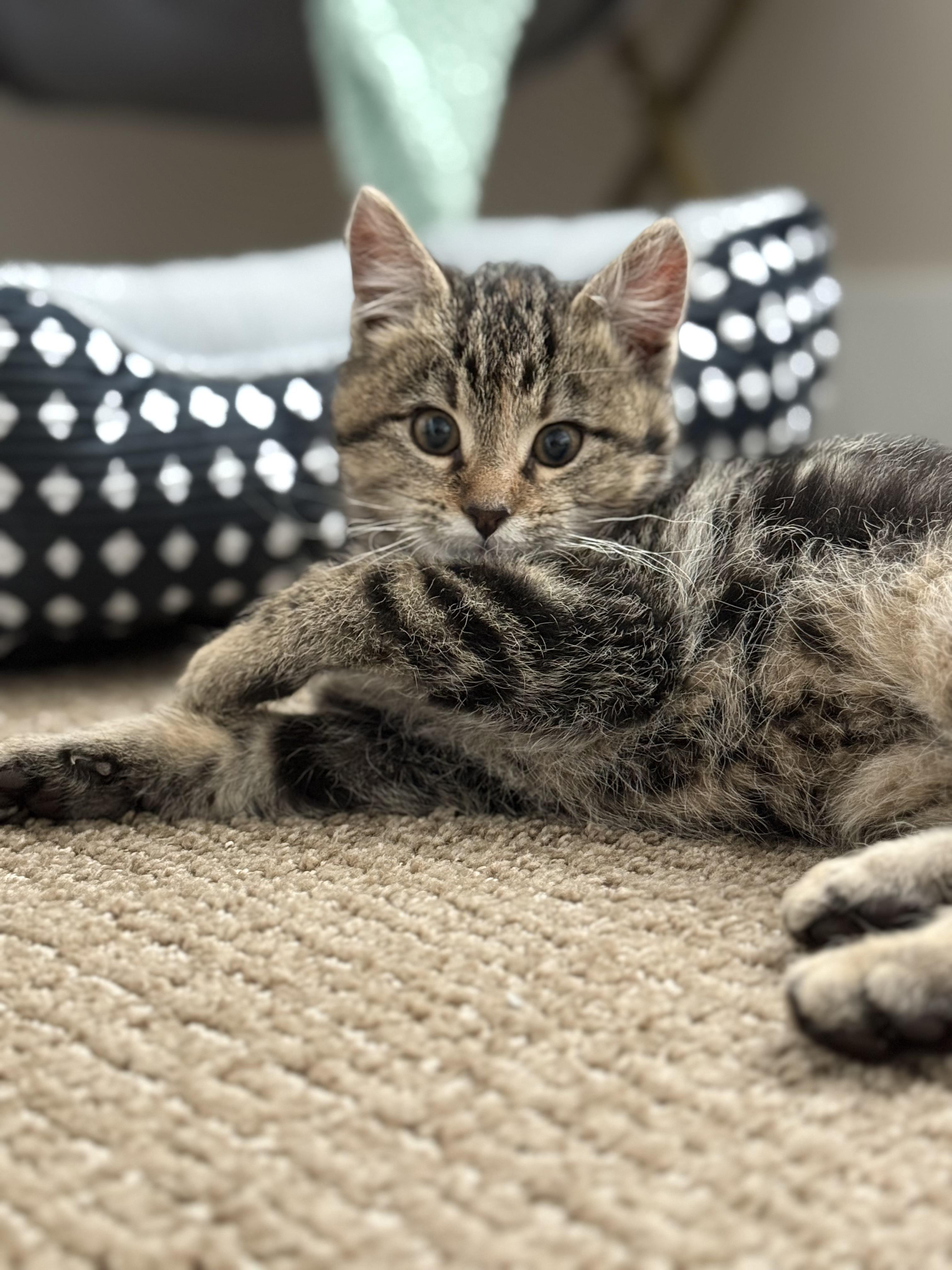 Enlarge Beatrice , an adopted mixed breed in Bonney Lake, WA image 5/6