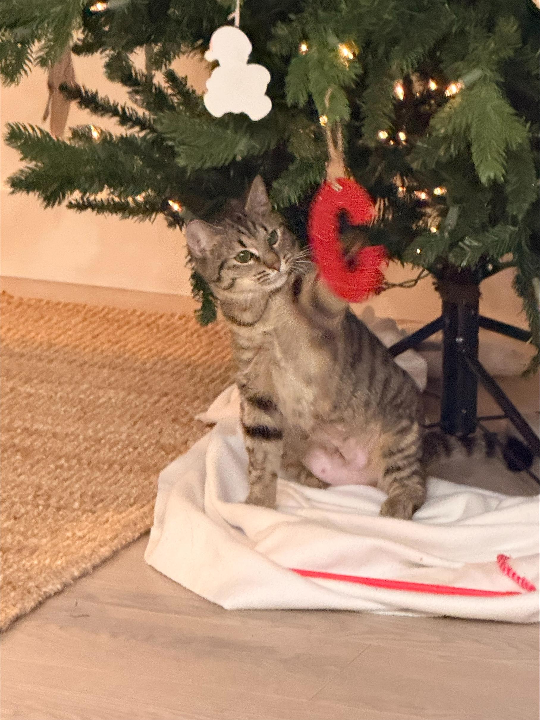 Enlarge Melody, an adopted Tabby in Vancouver, BC image 1/6