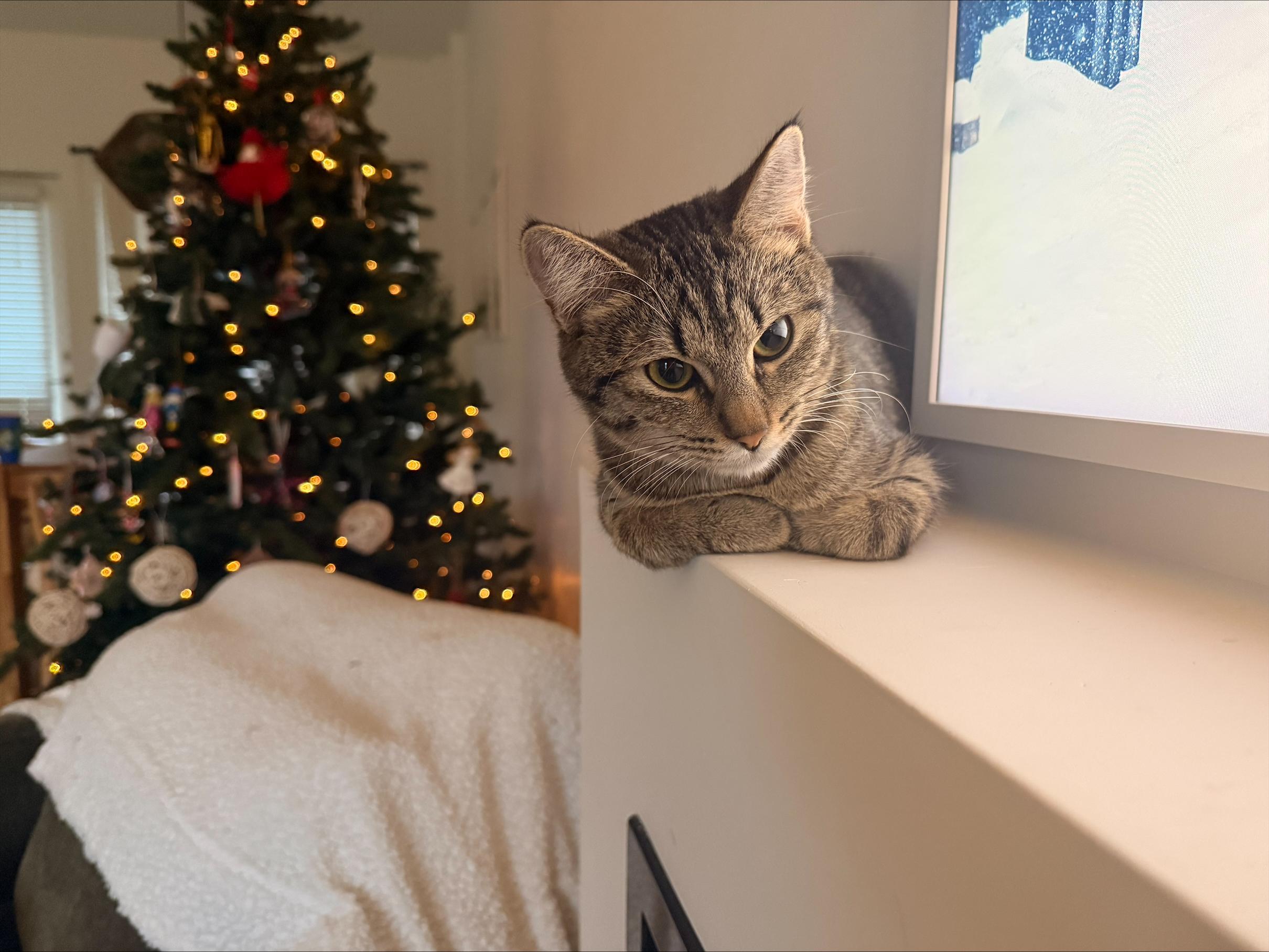 Enlarge Melody, an adopted Tabby in Vancouver, BC image 2/6