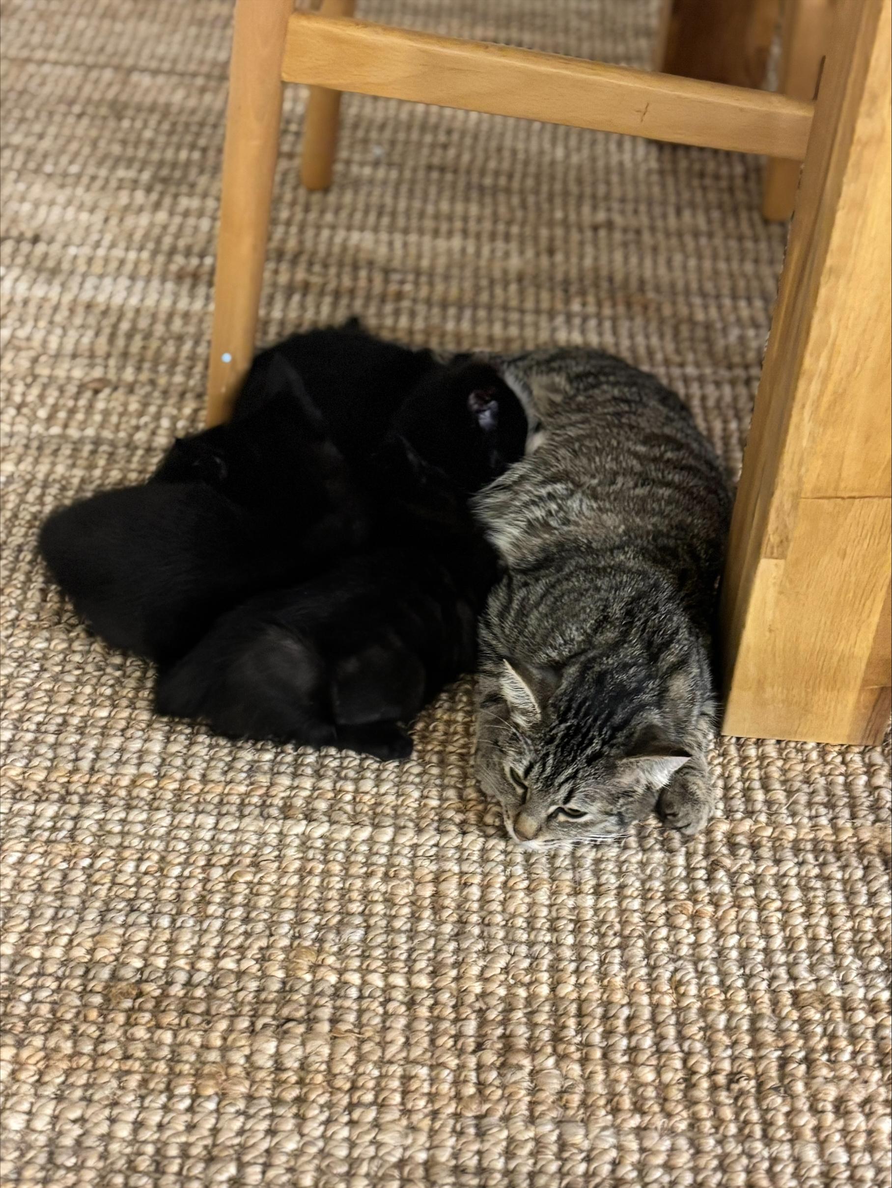 Enlarge Melody, an adopted Tabby in Vancouver, BC image 3/6