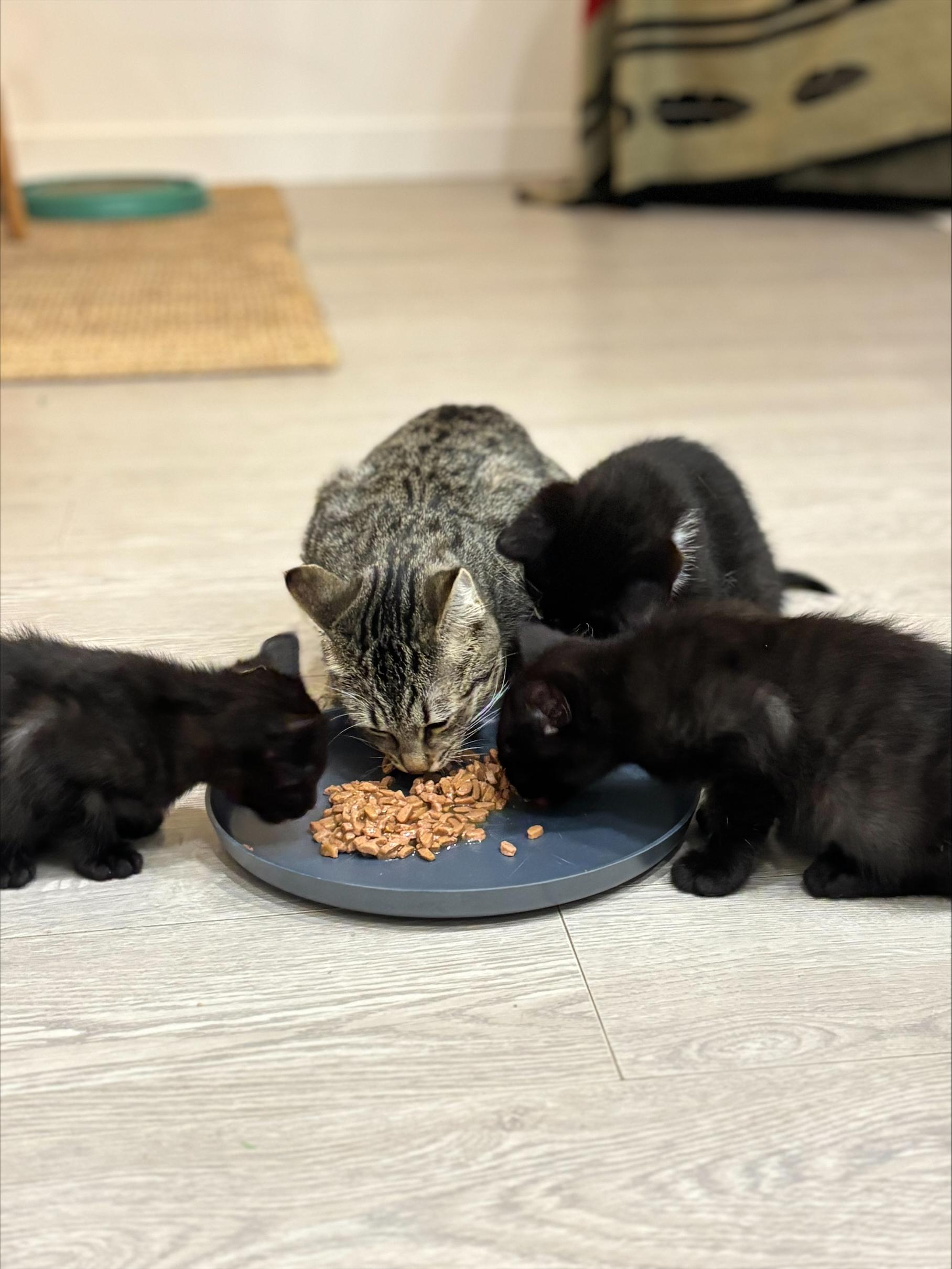 Enlarge Melody, an adopted Tabby in Vancouver, BC image 4/6