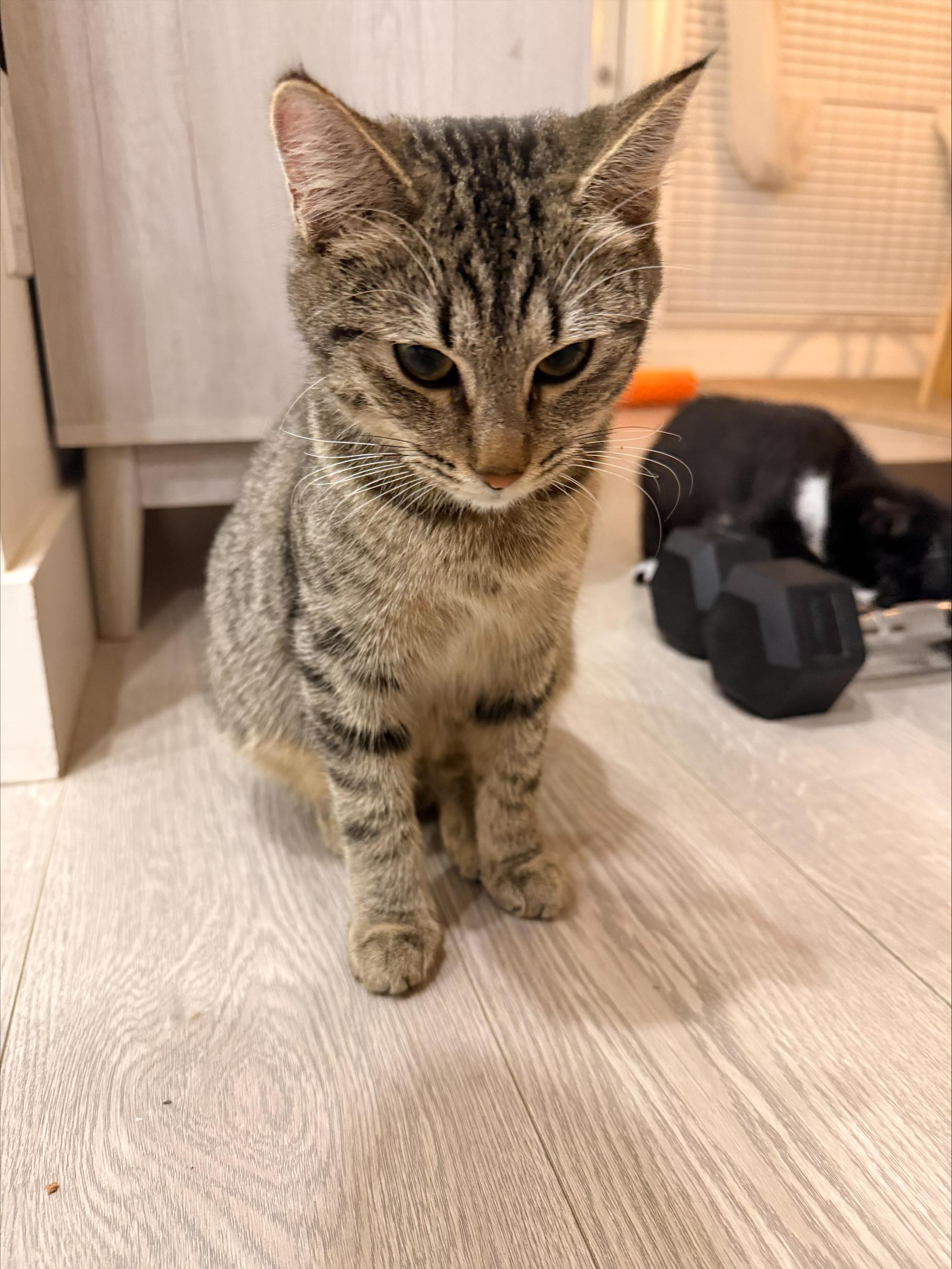 Enlarge Melody, an adopted Tabby in Vancouver, BC image 5/6