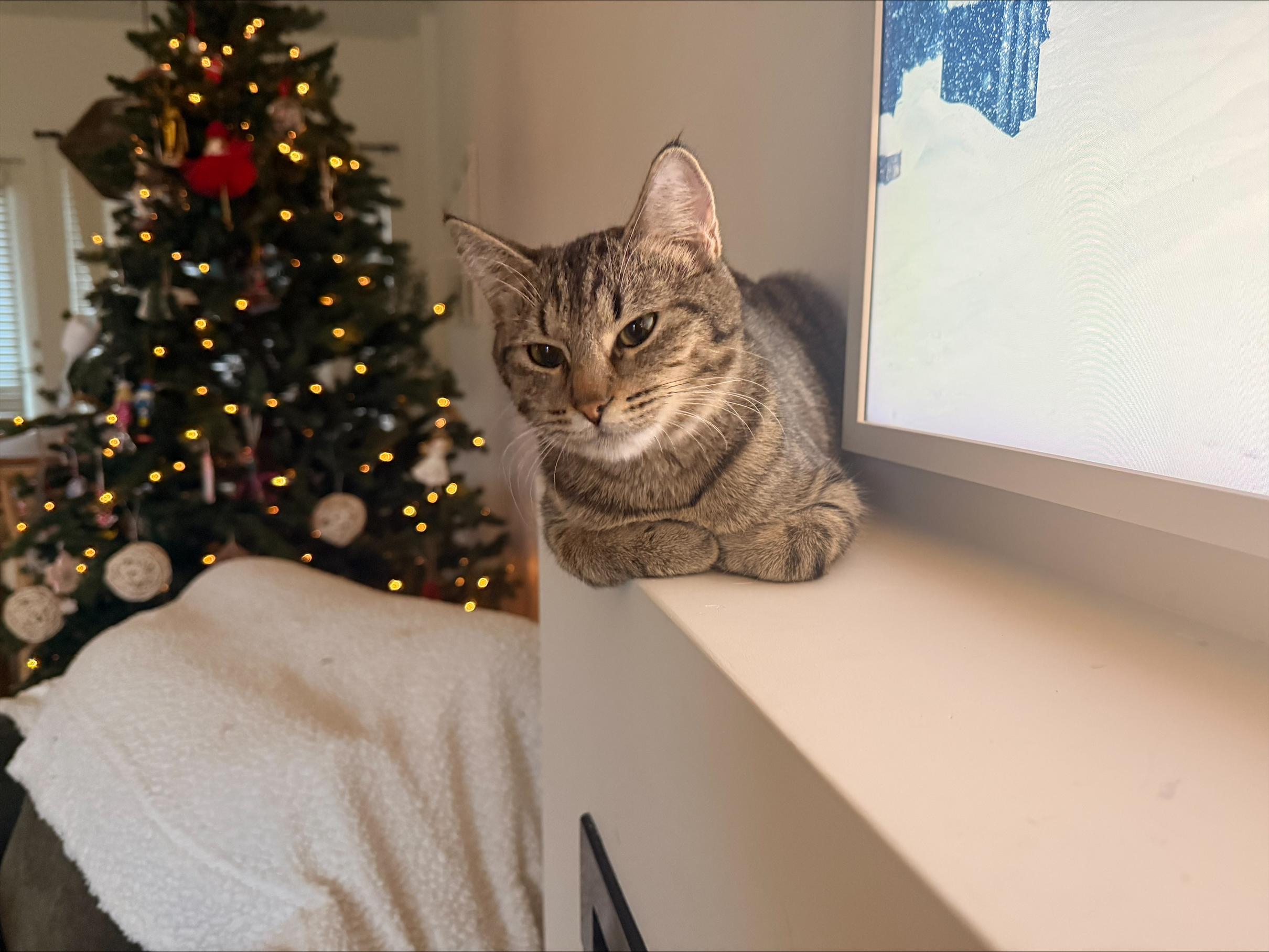 Enlarge Melody, an adopted Tabby in Vancouver, BC image 6/6