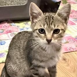 Enlarge Dusty, an adopted Domestic Short Hair in Avon, NY image 1/1