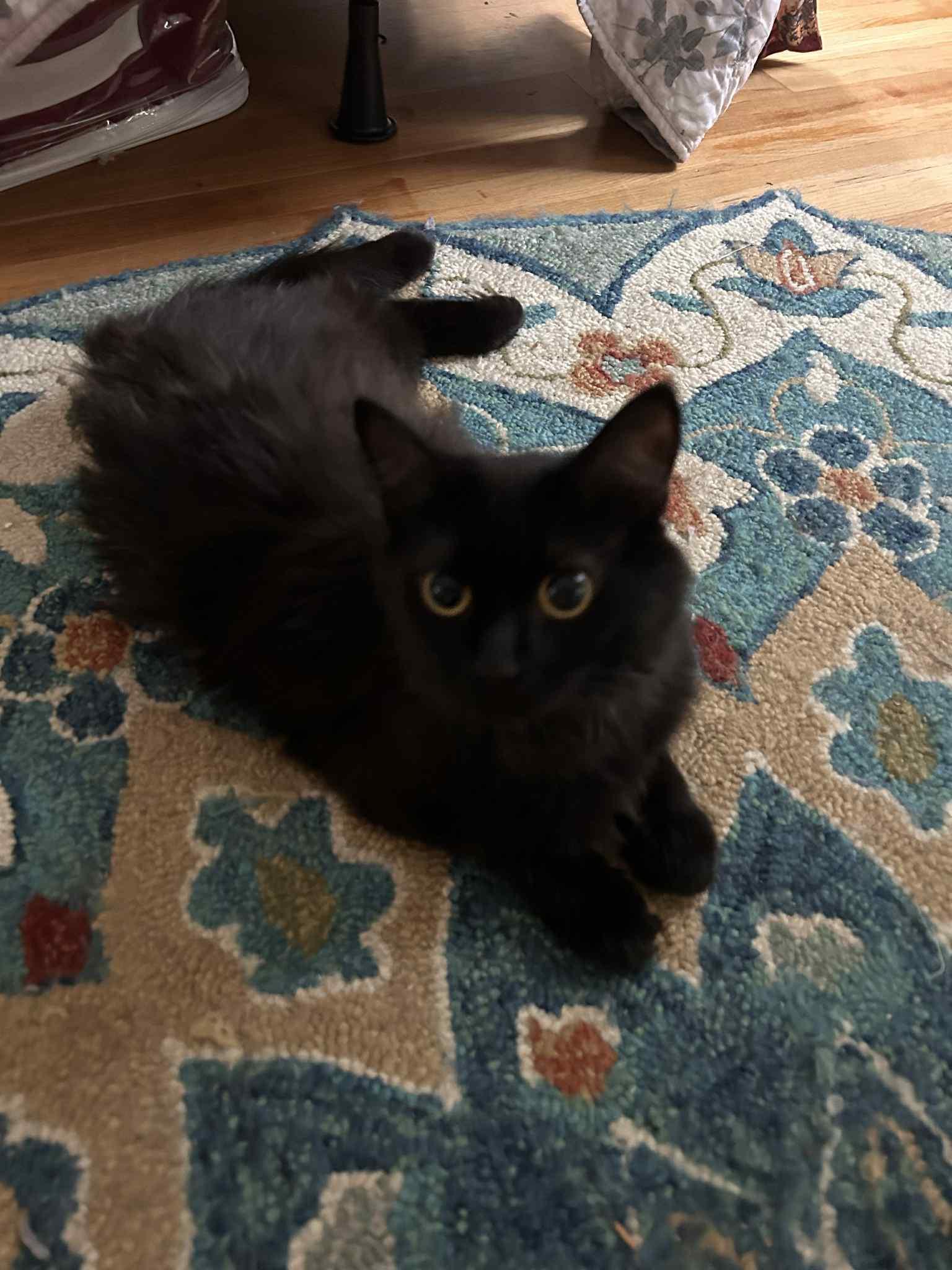 Caroline, Adoptable, Adult Female Domestic Long Hair.