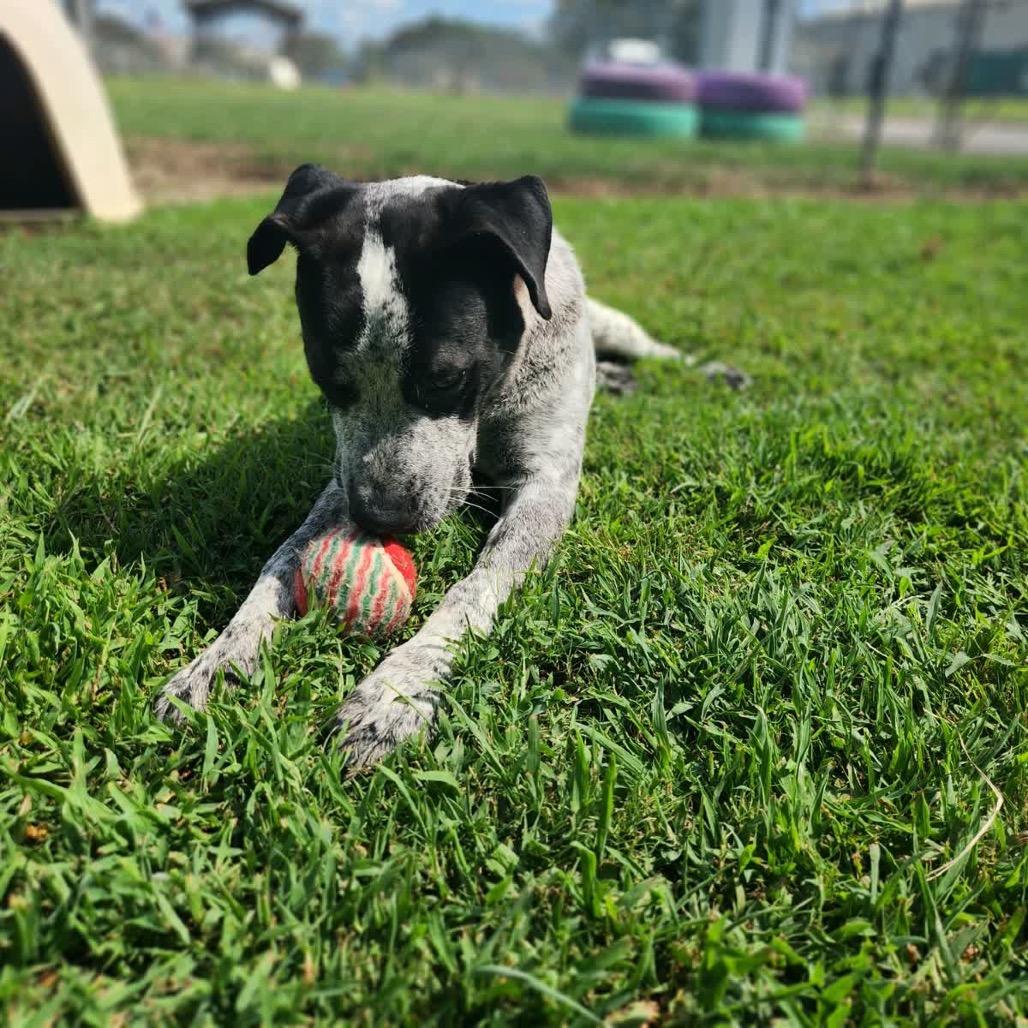 Mr. Boris *AVAILABLE IN FOSTER*, Adoptable, Young Male Mixed Breed.