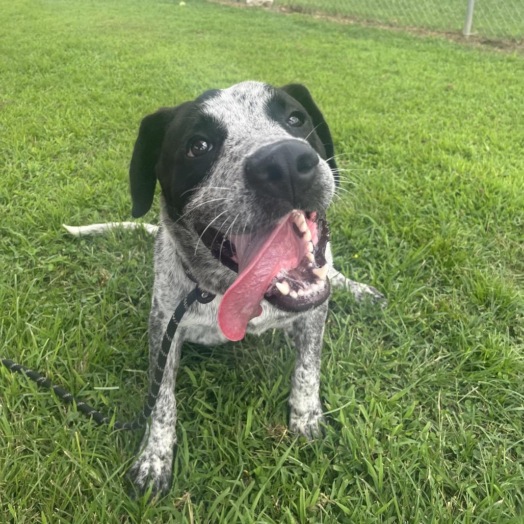Enlarge Mr. Boris *AVAILABLE IN FOSTER*, a Adoptable Mixed Breed in Columbiana, AL image 2/6