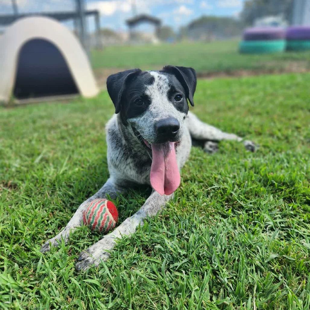 Enlarge Mr. Boris *AVAILABLE IN FOSTER*, a Adoptable Mixed Breed in Columbiana, AL image 3/6