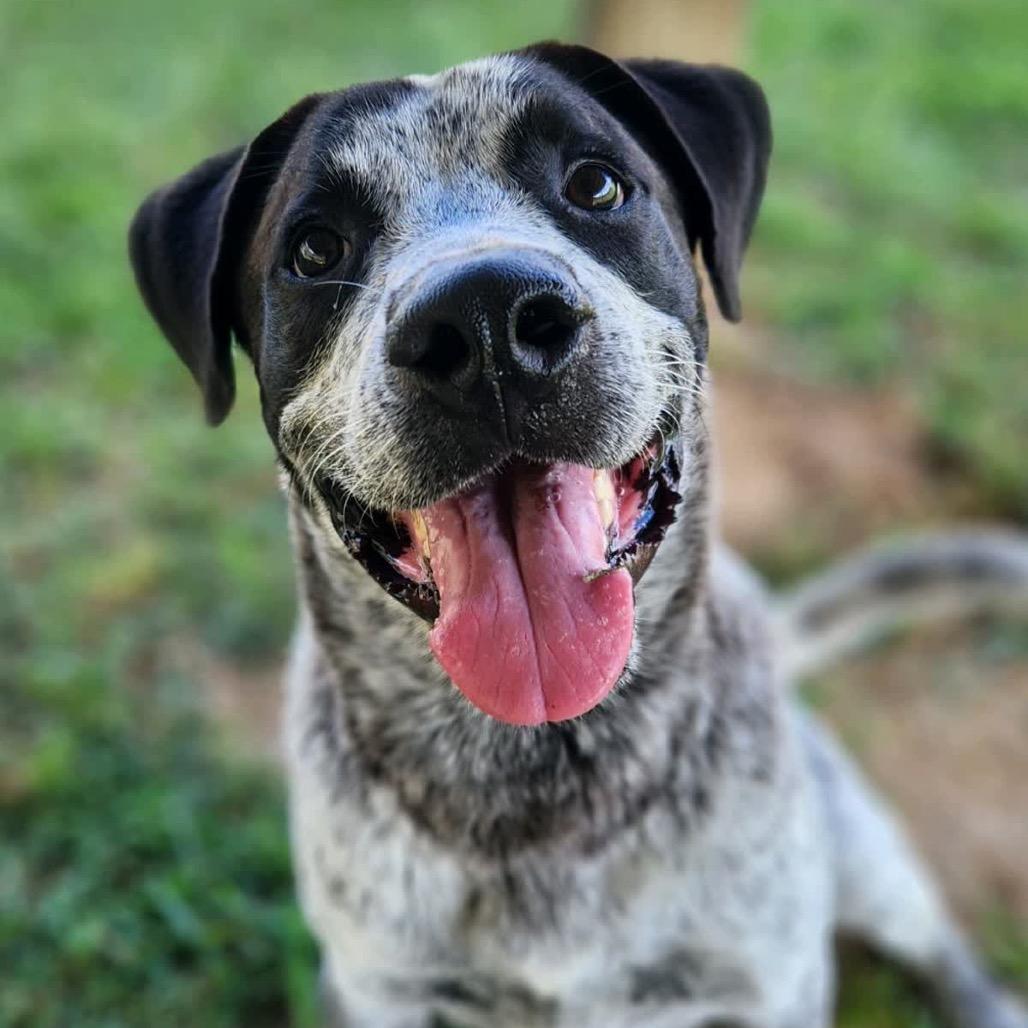 Enlarge Mr. Boris *AVAILABLE IN FOSTER*, a Adoptable Mixed Breed in Columbiana, AL image 4/6
