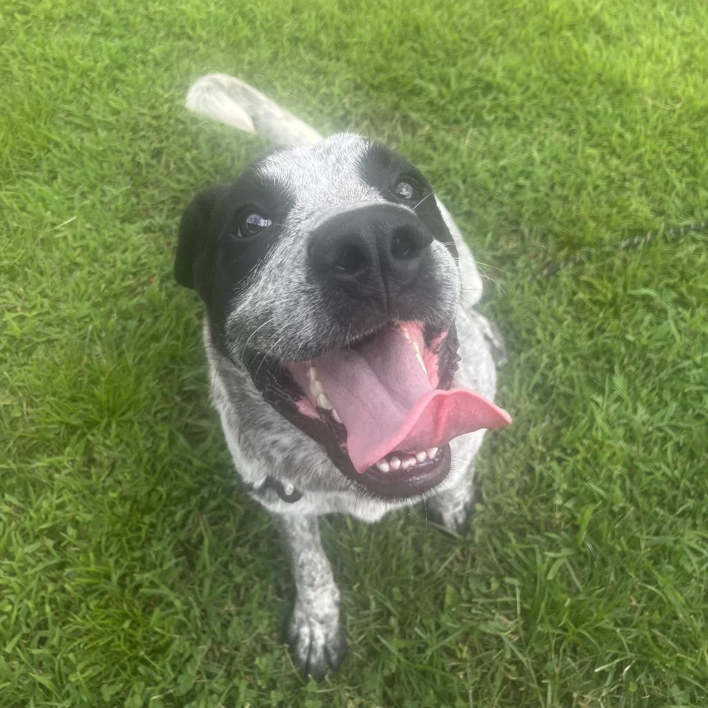 Enlarge Mr. Boris *AVAILABLE IN FOSTER*, a Adoptable Mixed Breed in Columbiana, AL image 5/6