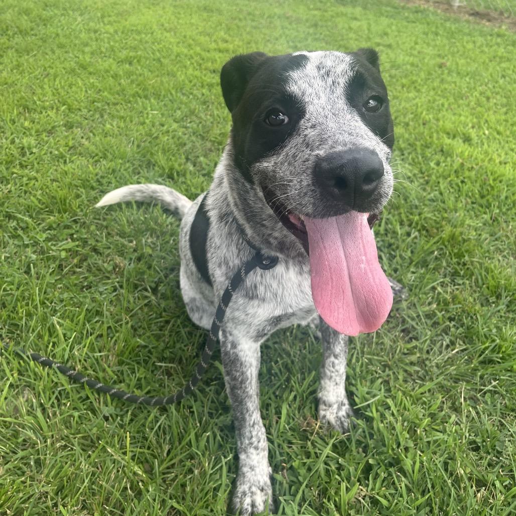 Enlarge Mr. Boris *AVAILABLE IN FOSTER*, a Adoptable Mixed Breed in Columbiana, AL image 6/6