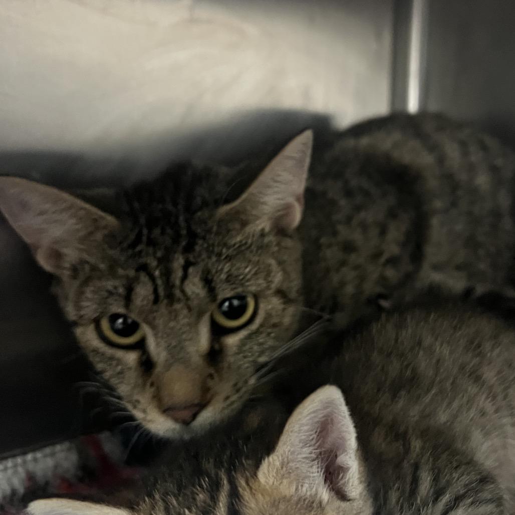 Enlarge Patty's Mother, a Adoptable Domestic Short Hair in Manhattan, KS image 1/2