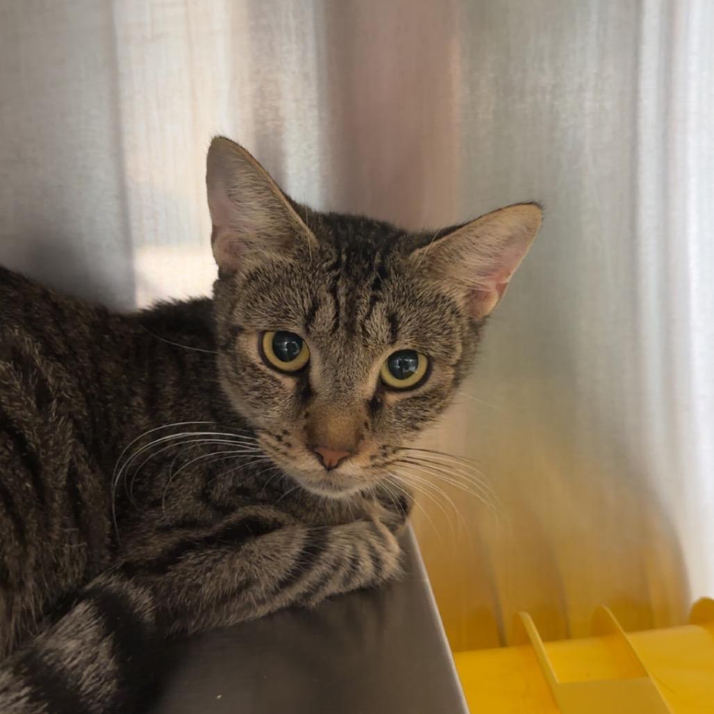 Enlarge Patty's Mother, a Adoptable Domestic Short Hair in Manhattan, KS image 2/2