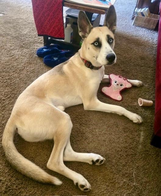 Enlarge Remus, a Adoptable mixed breed in York, PA image 1/5