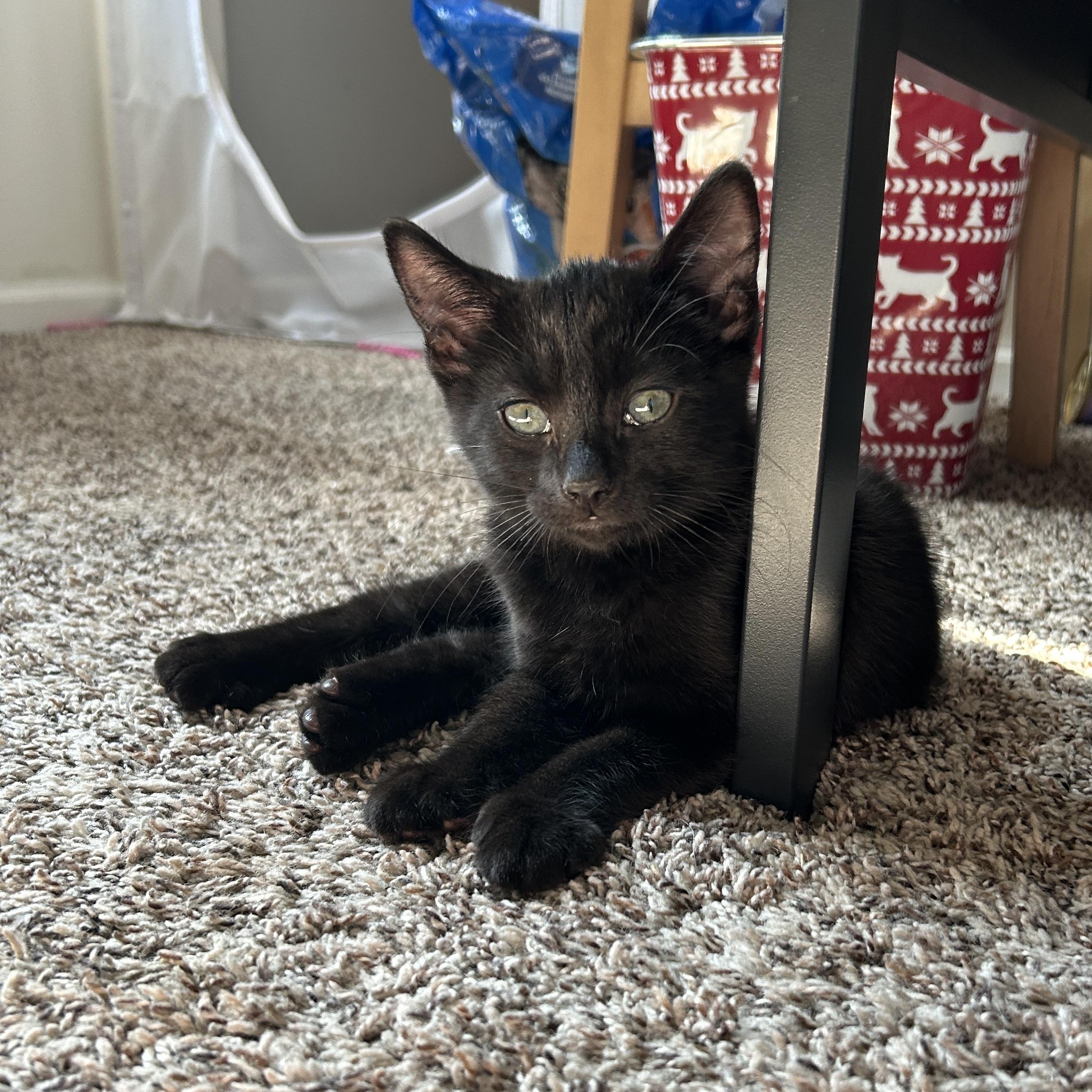 Enlarge Squall, a ADOPTABLE Domestic Short Hair in Joliet, IL image 2/2