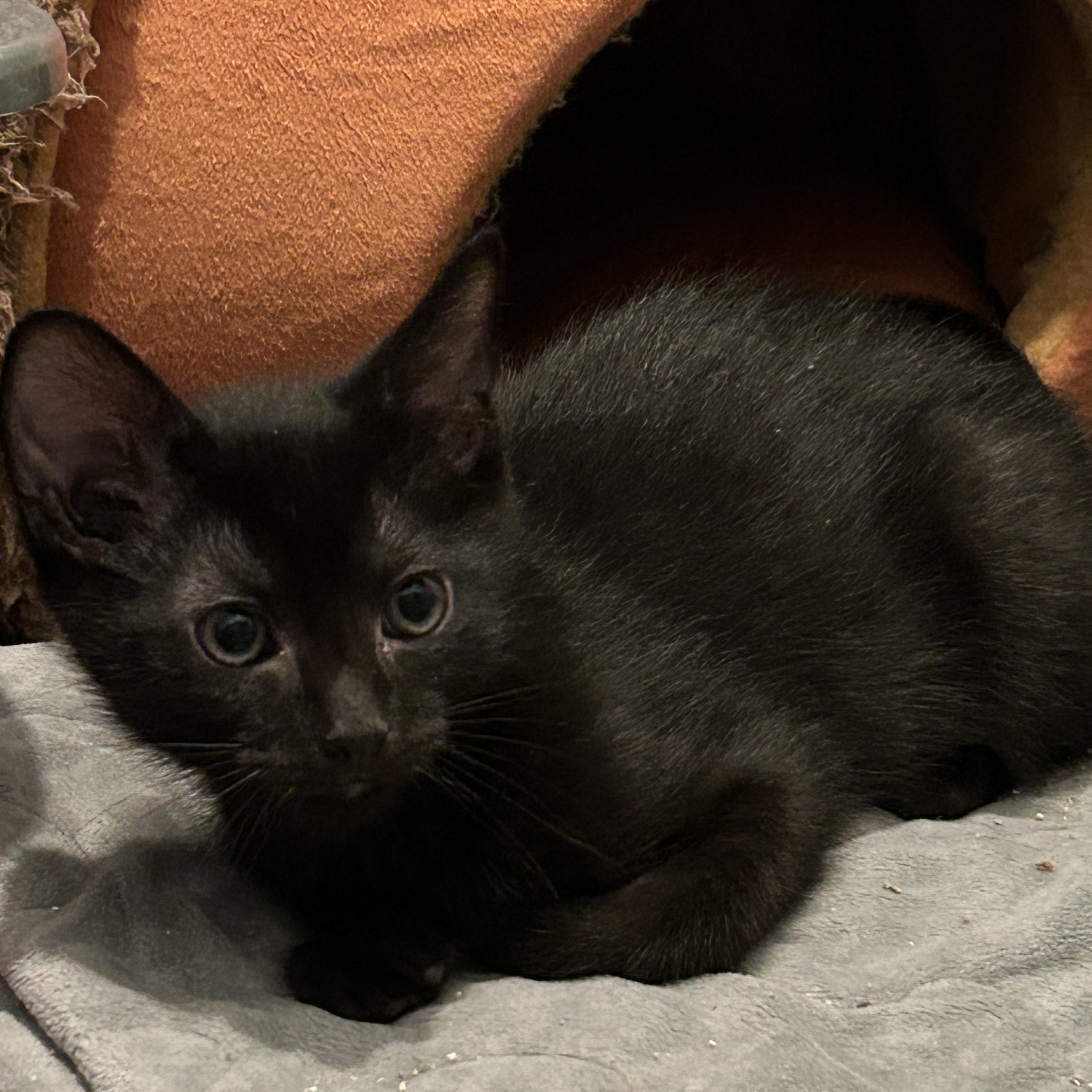 Enlarge Squall, a ADOPTABLE Domestic Short Hair in Joliet, IL image 1/2