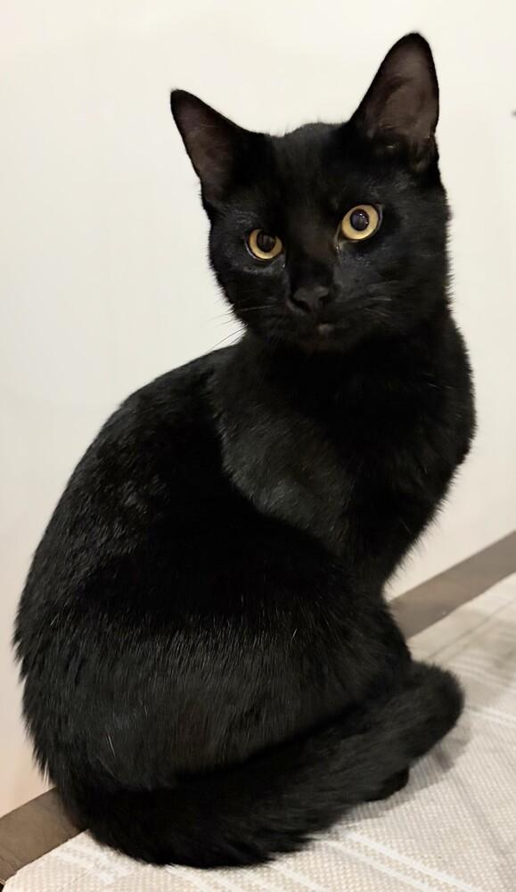 Enlarge Rowan w/ Riley, a Adoptable Domestic Short Hair in Duxbury, MA image 3/4