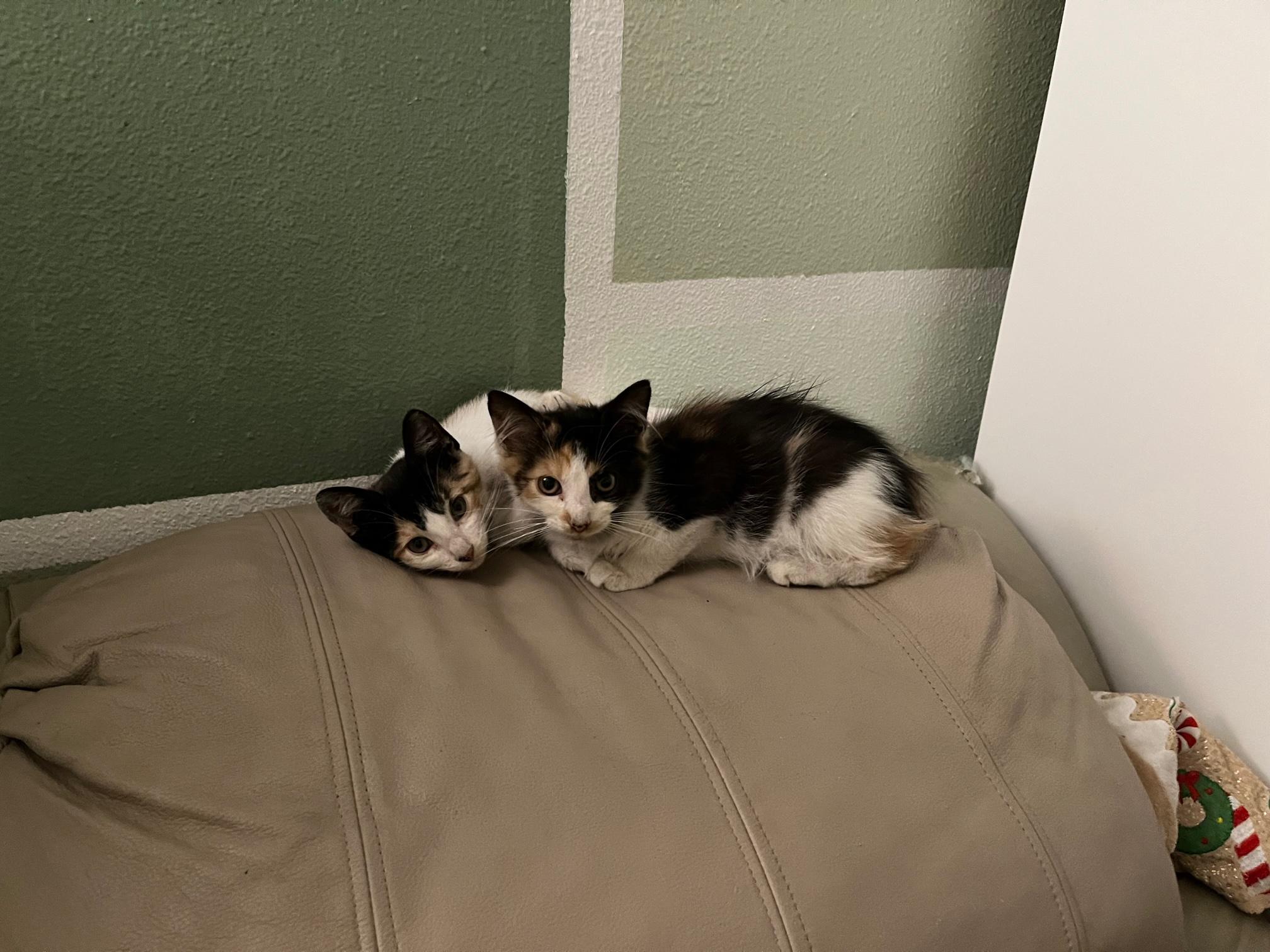 Essie ~ Foster or Adopter needed, Adoptable, Kitten Female Domestic Medium Hair.