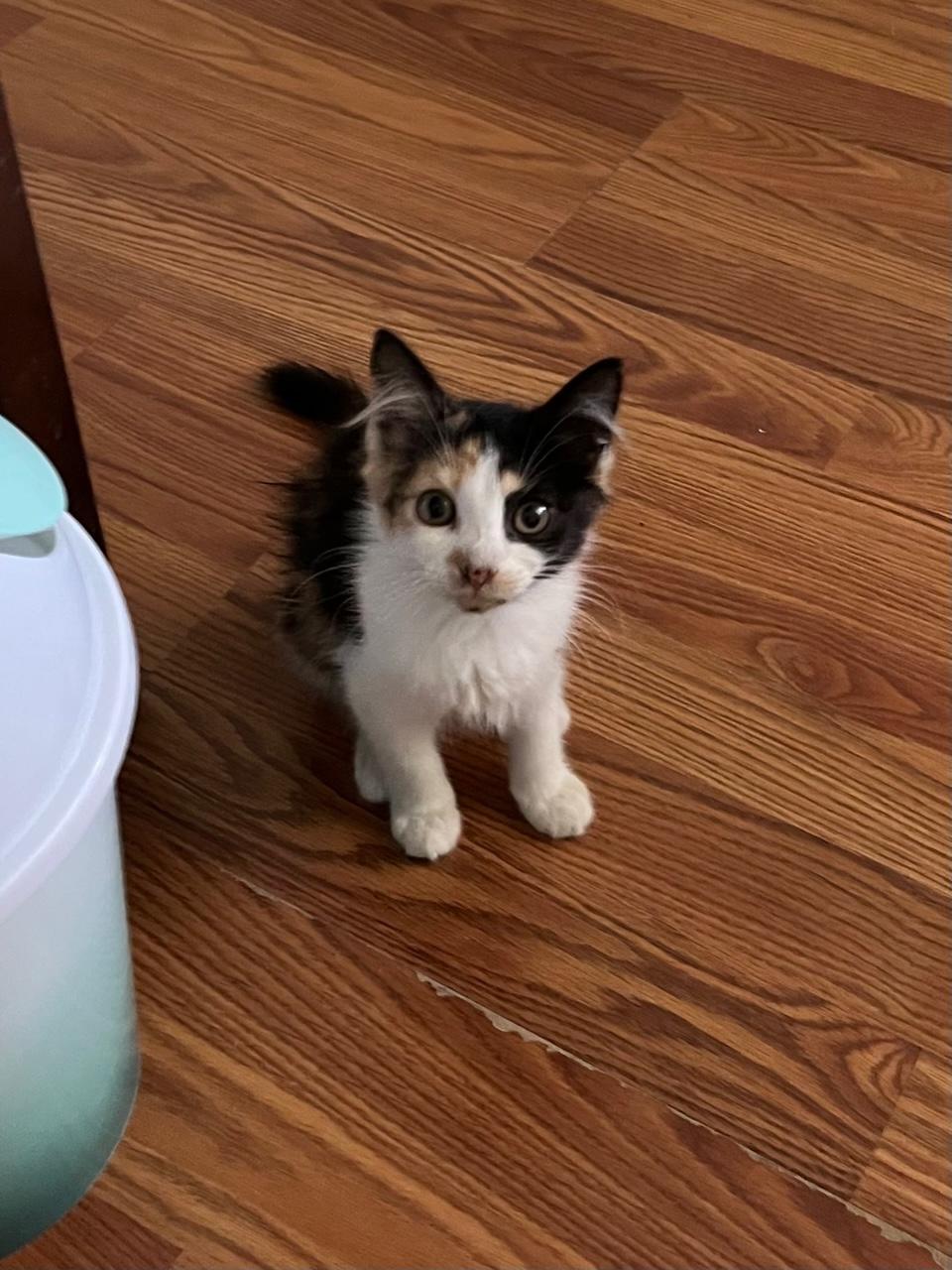 Essie ~ Foster or Adopter needed, a Adoptable Domestic Medium Hair in Avon Park, FL image 2/6