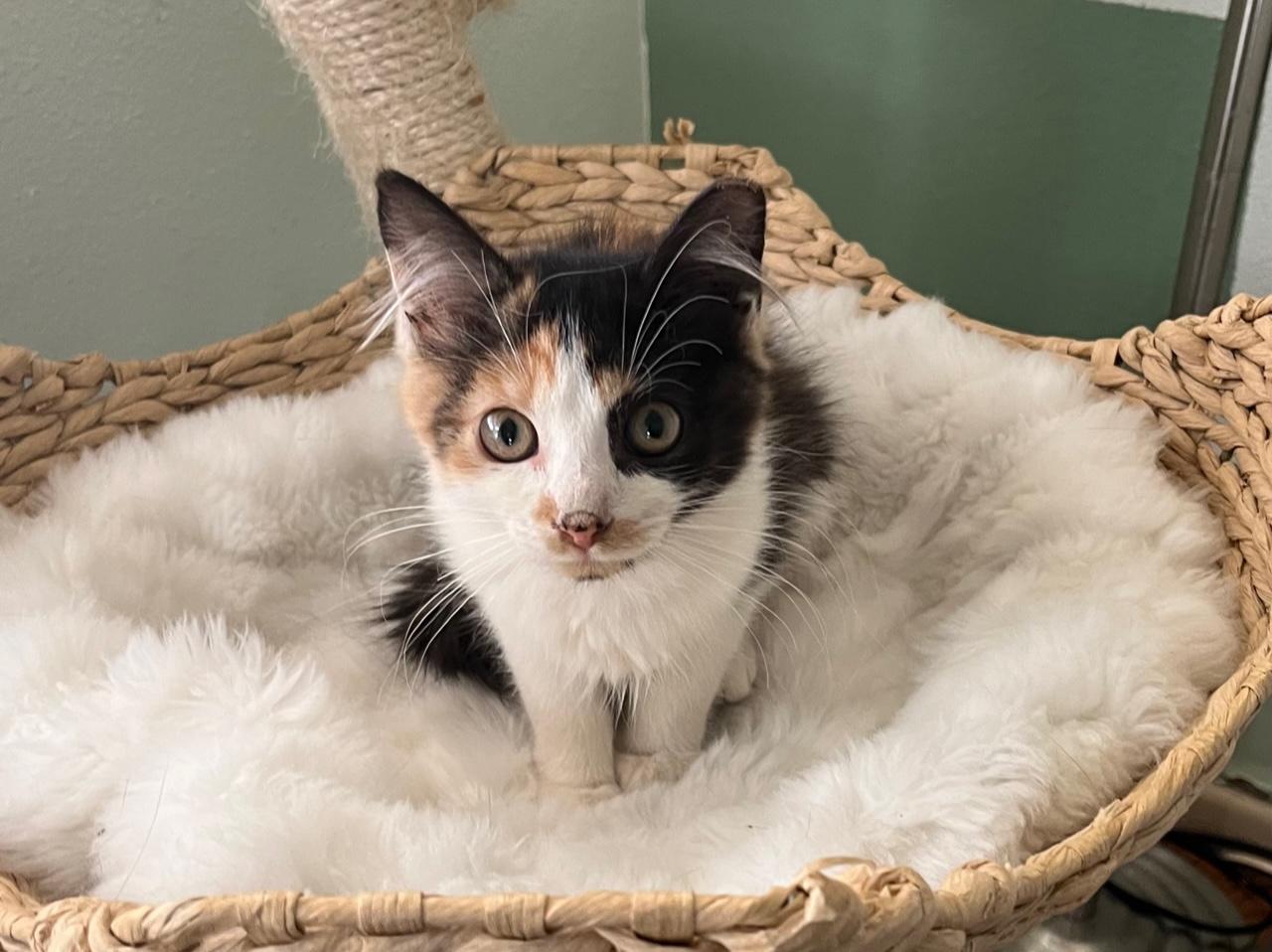 Essie ~ Foster or Adopter needed, a Adoptable Domestic Medium Hair in Avon Park, FL image 3/6