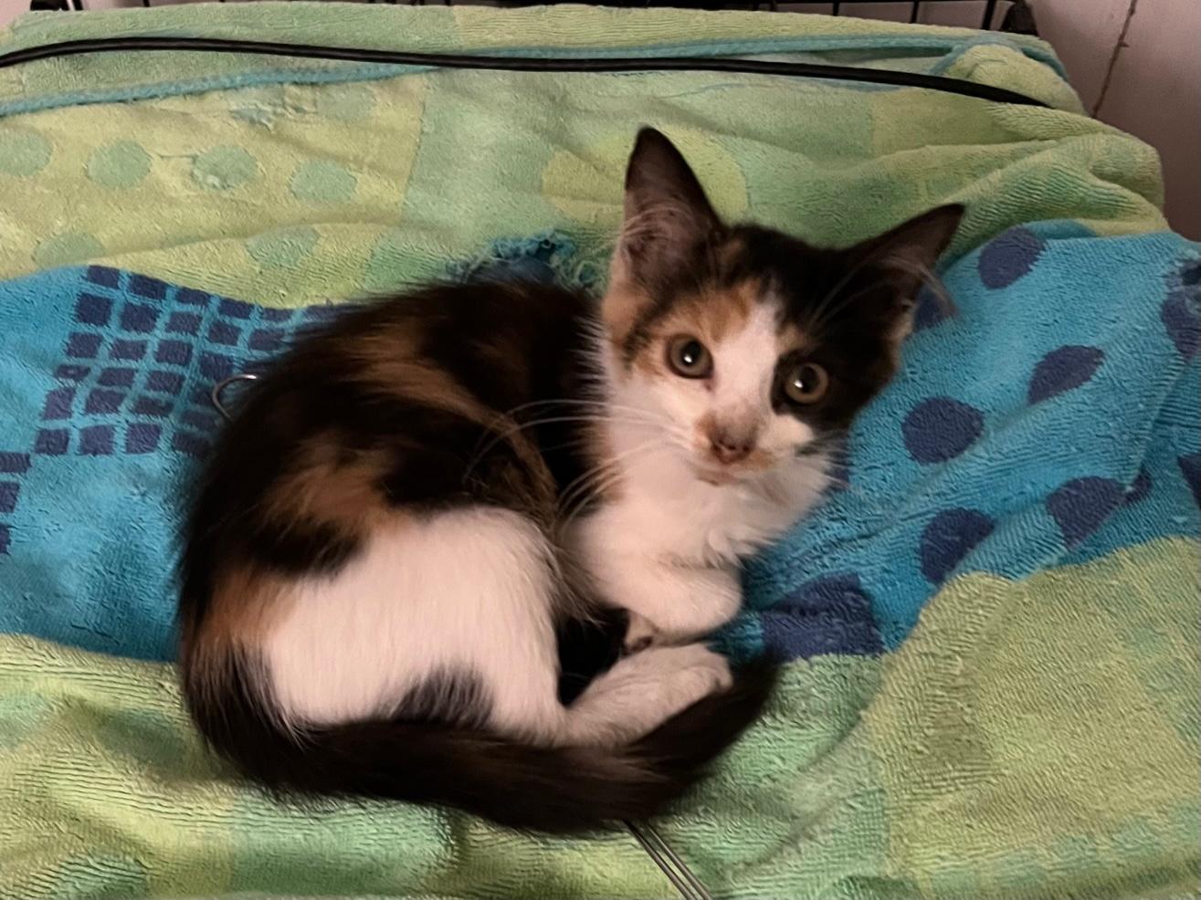 Essie ~ Foster or Adopter needed, a Adoptable Domestic Medium Hair in Avon Park, FL image 4/6