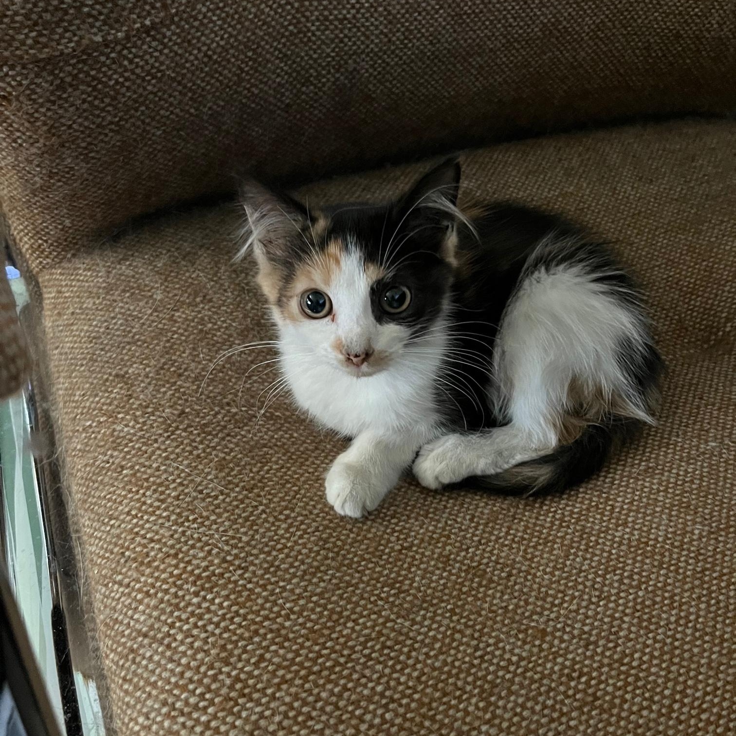 Essie ~ Foster or Adopter needed, a Adoptable Domestic Medium Hair in Avon Park, FL image 5/6