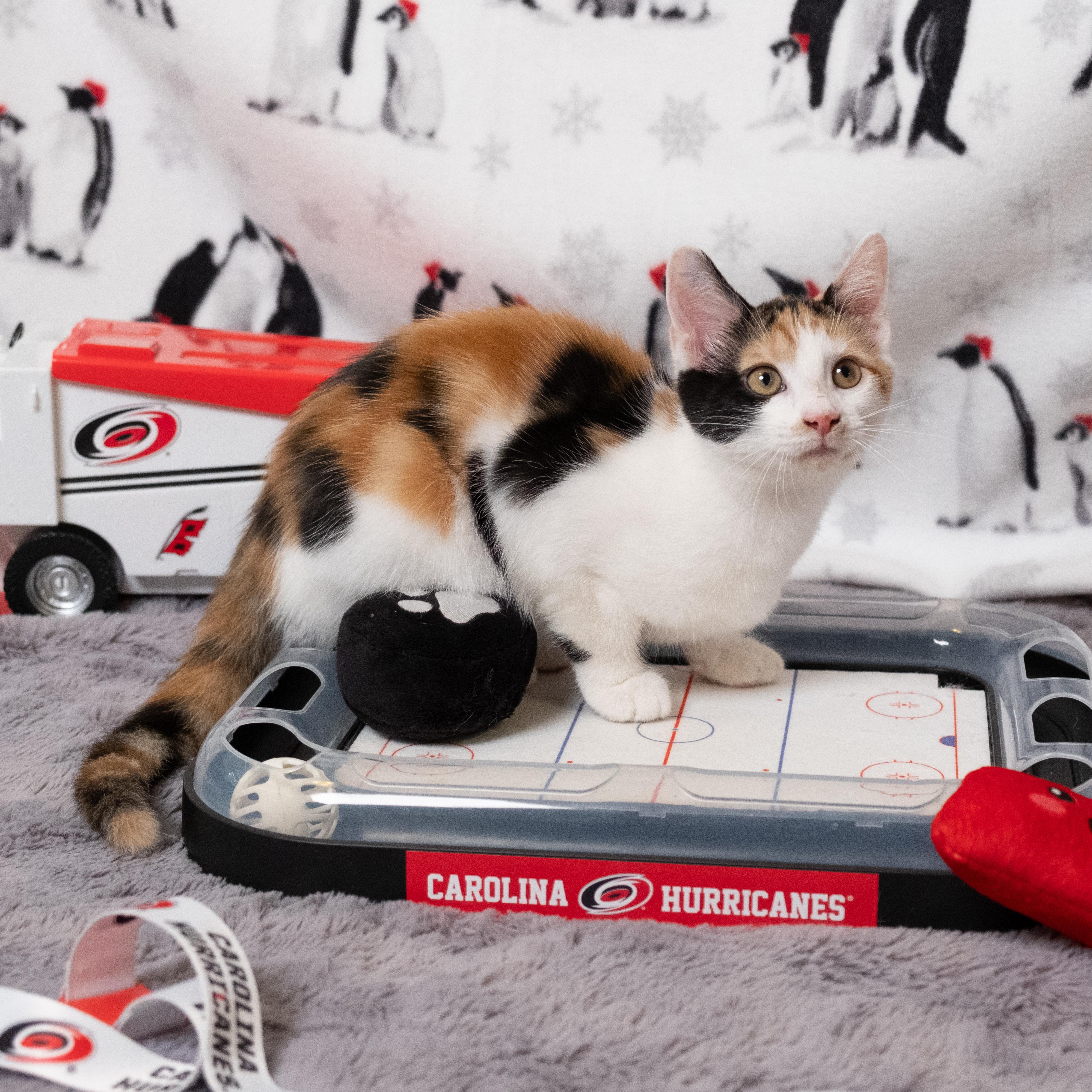 Brind'Amour, an adopted Calico in Apex, NC image 4/6