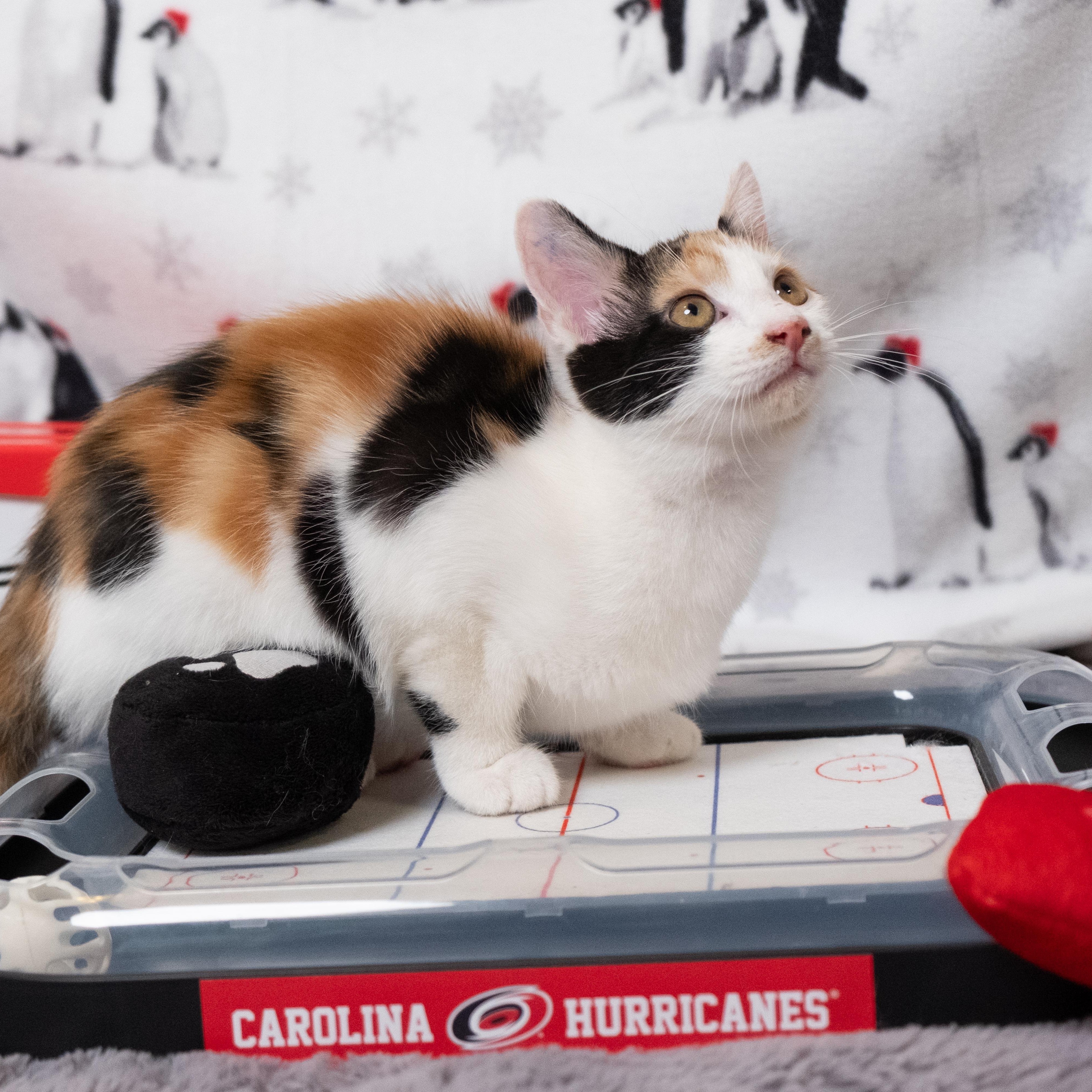 Brind'Amour, an adopted Calico in Apex, NC image 3/6