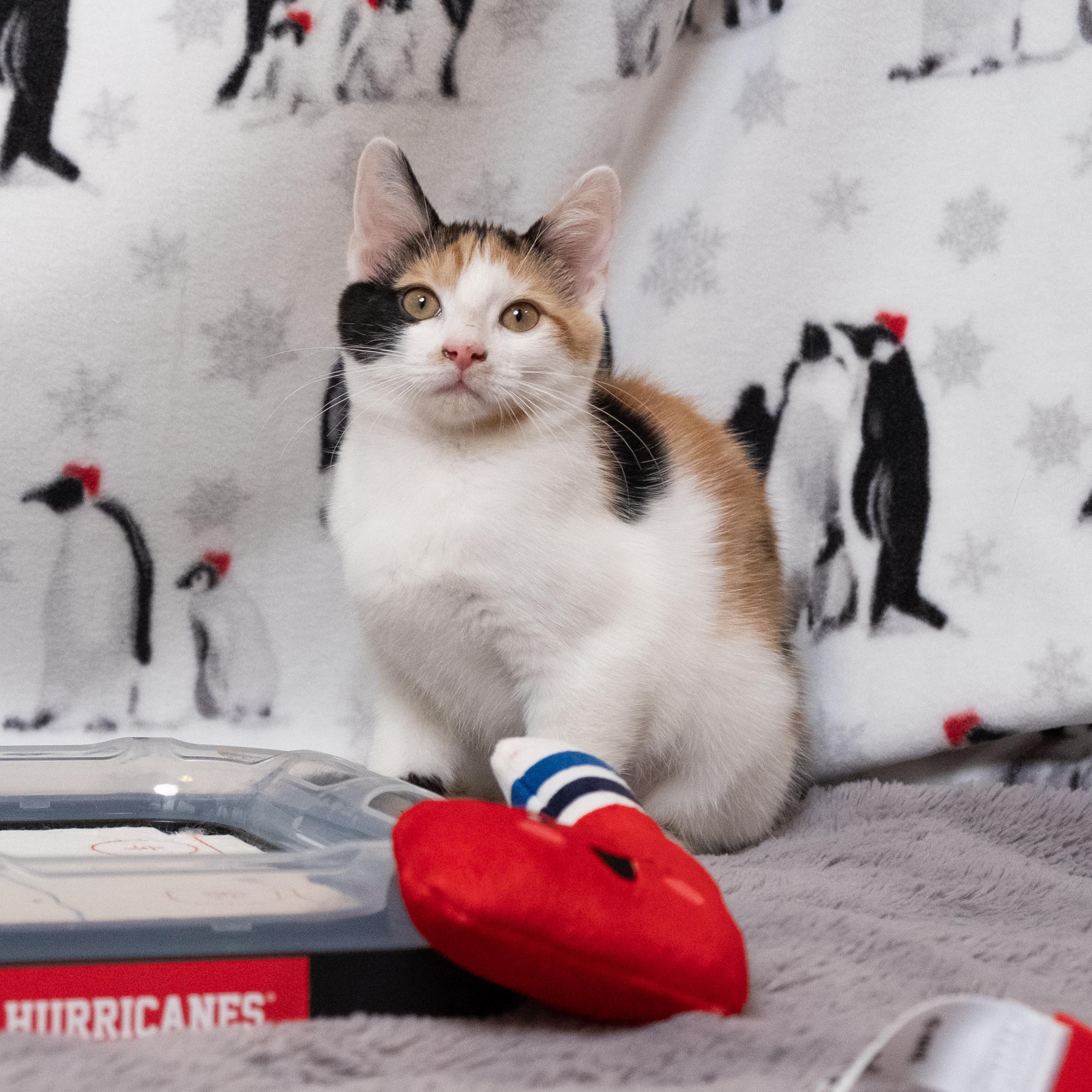 Brind'Amour, an adopted Calico in Apex, NC image 1/6