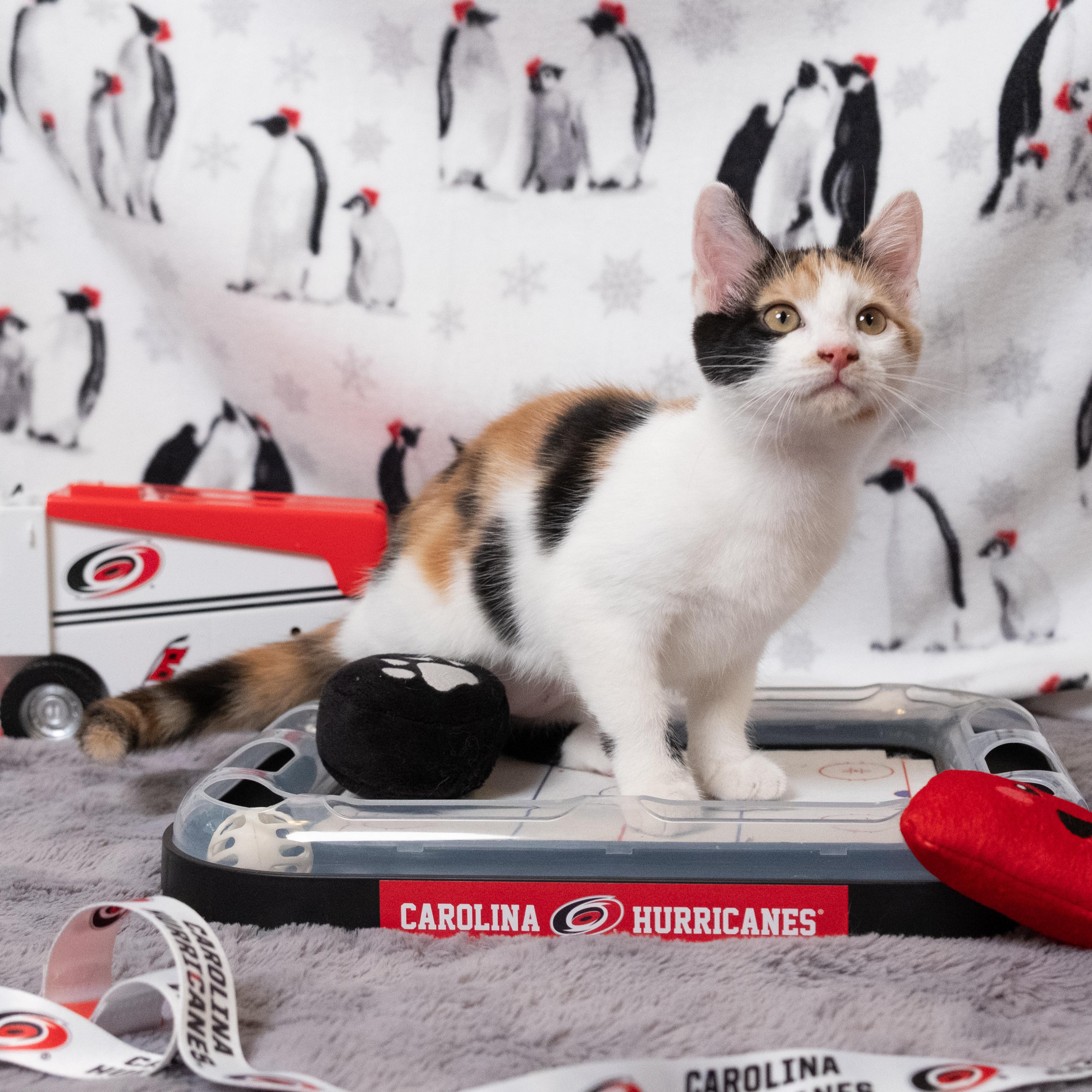 Brind'Amour, an adopted Calico in Apex, NC image 5/6
