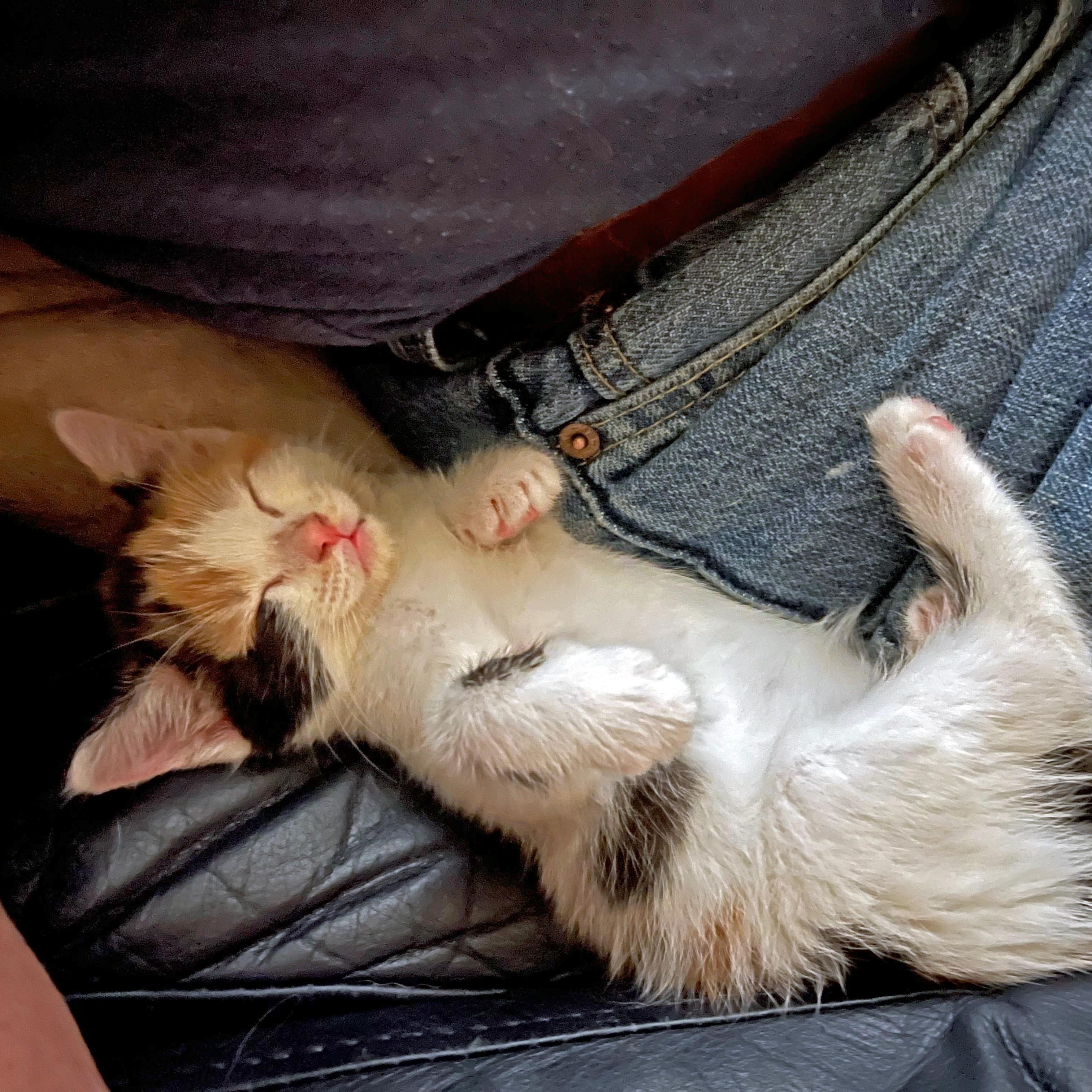 Brind'Amour, an adopted Calico in Apex, NC image 2/6