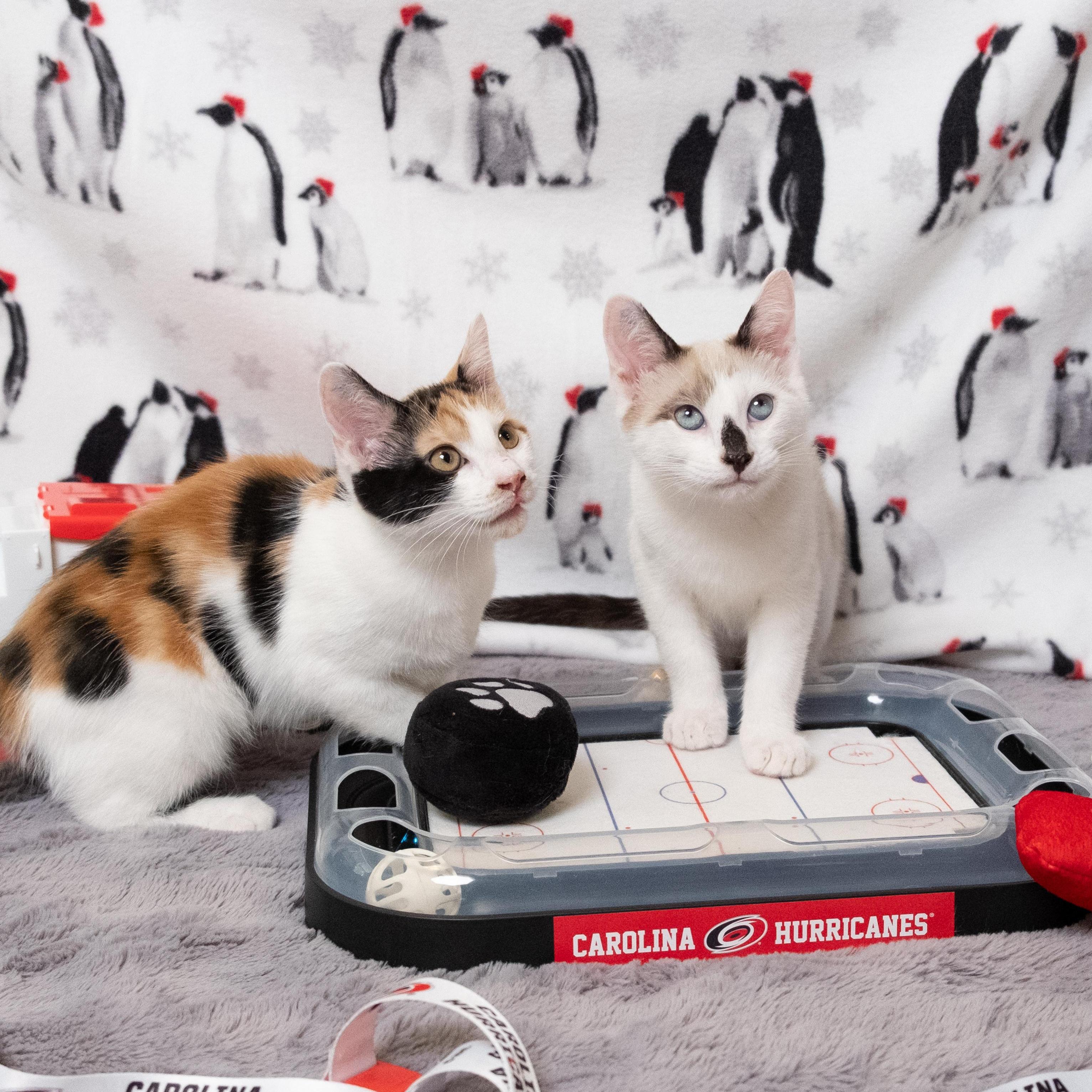 Brind'Amour, an adopted Calico in Apex, NC image 6/6