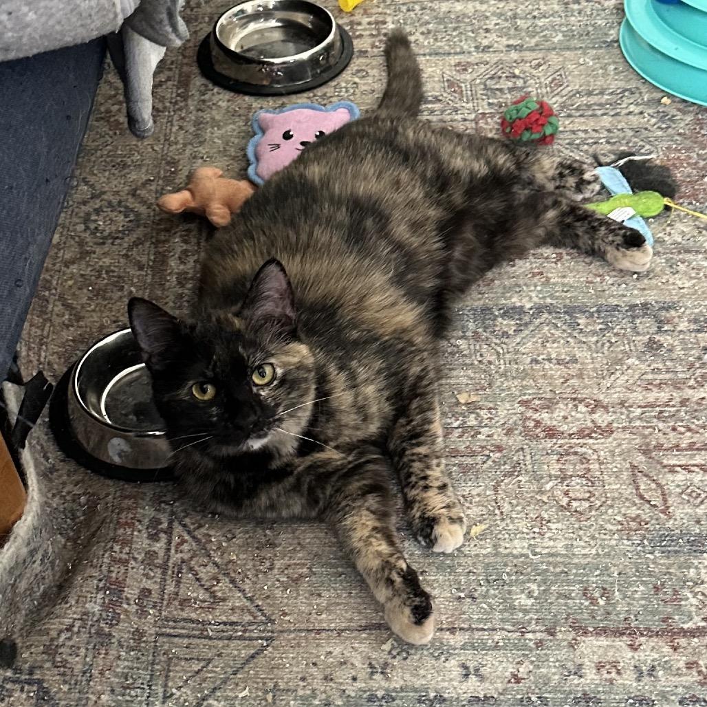 Jennifer, Adoptable, Young Female Domestic Short Hair.