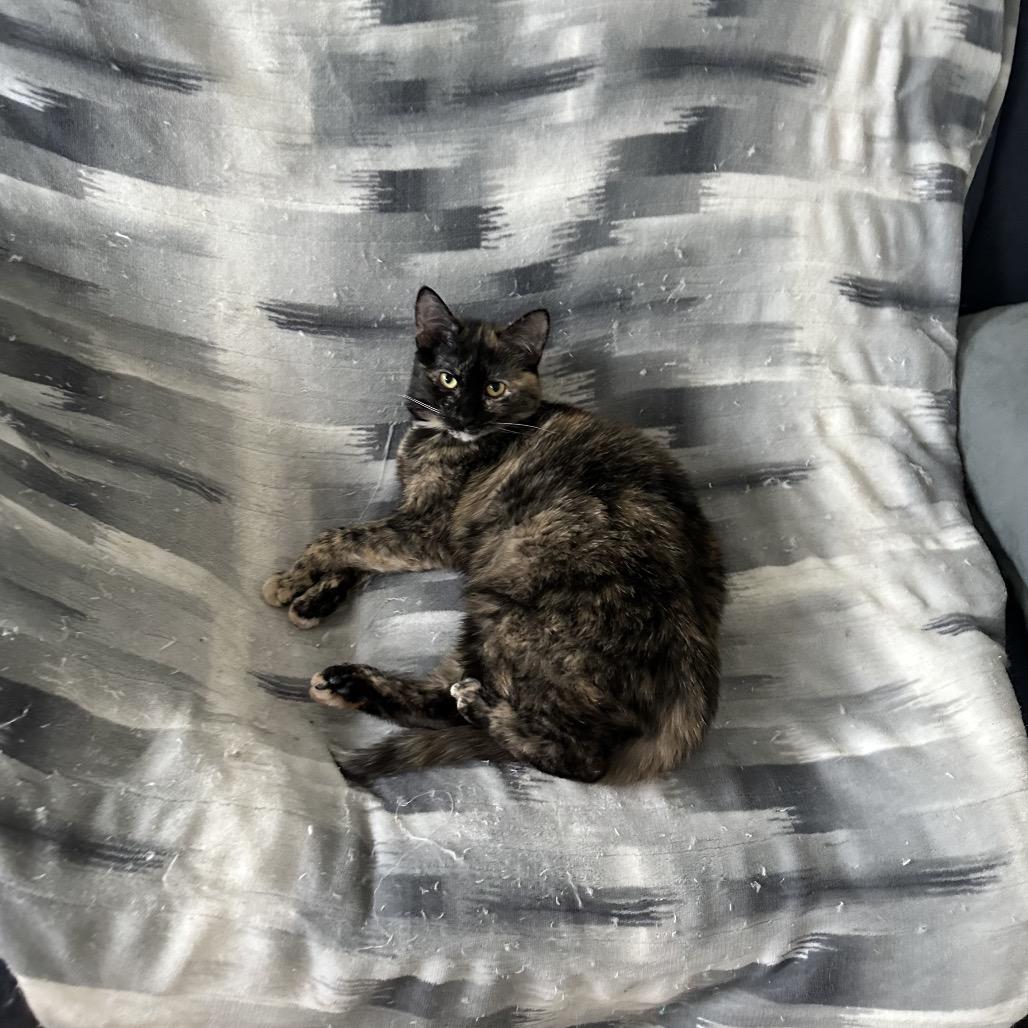 Enlarge Jennifer, a Adoptable Domestic Short Hair in Gibsonia, PA image 2/6