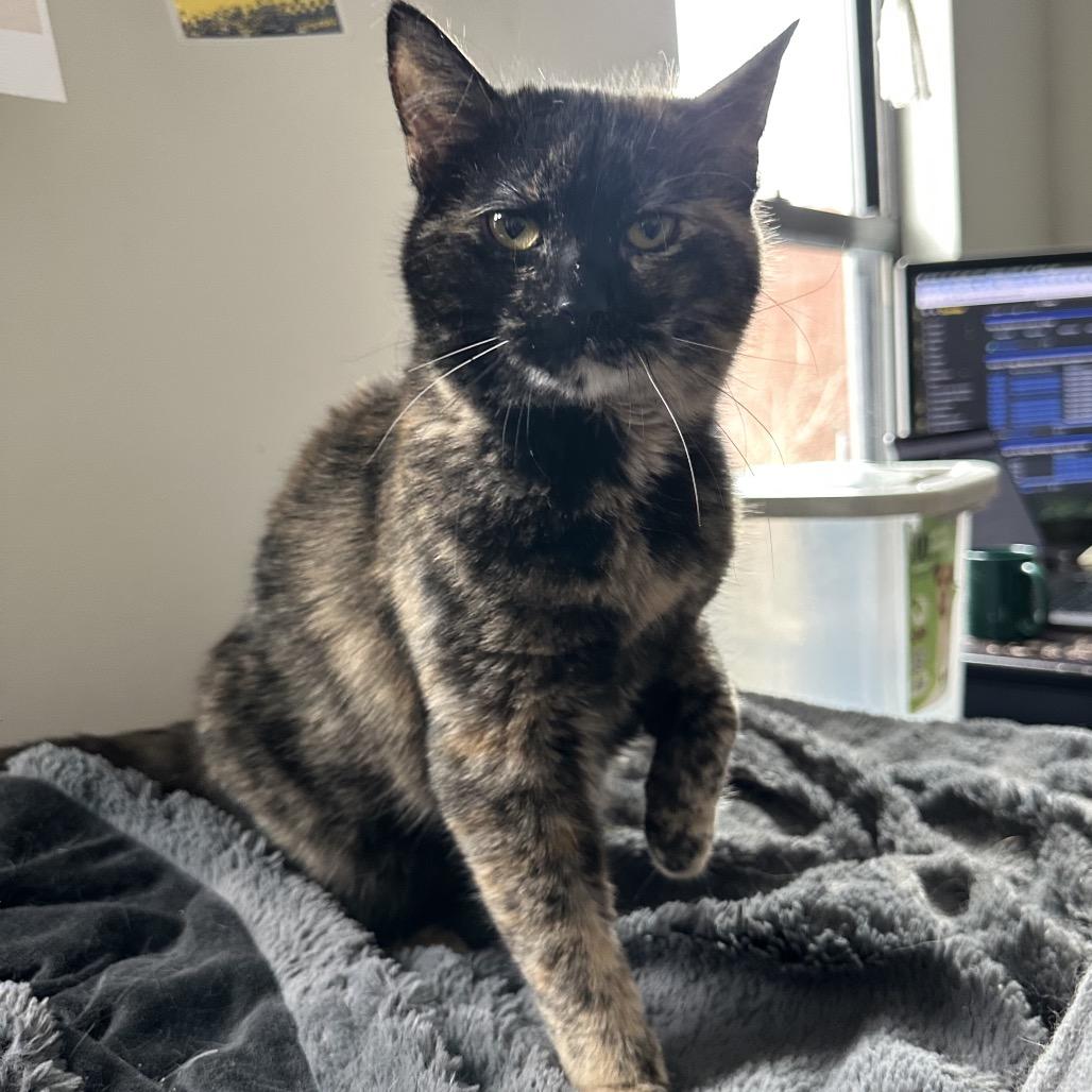 Enlarge Jennifer, a Adoptable Domestic Short Hair in Gibsonia, PA image 3/6