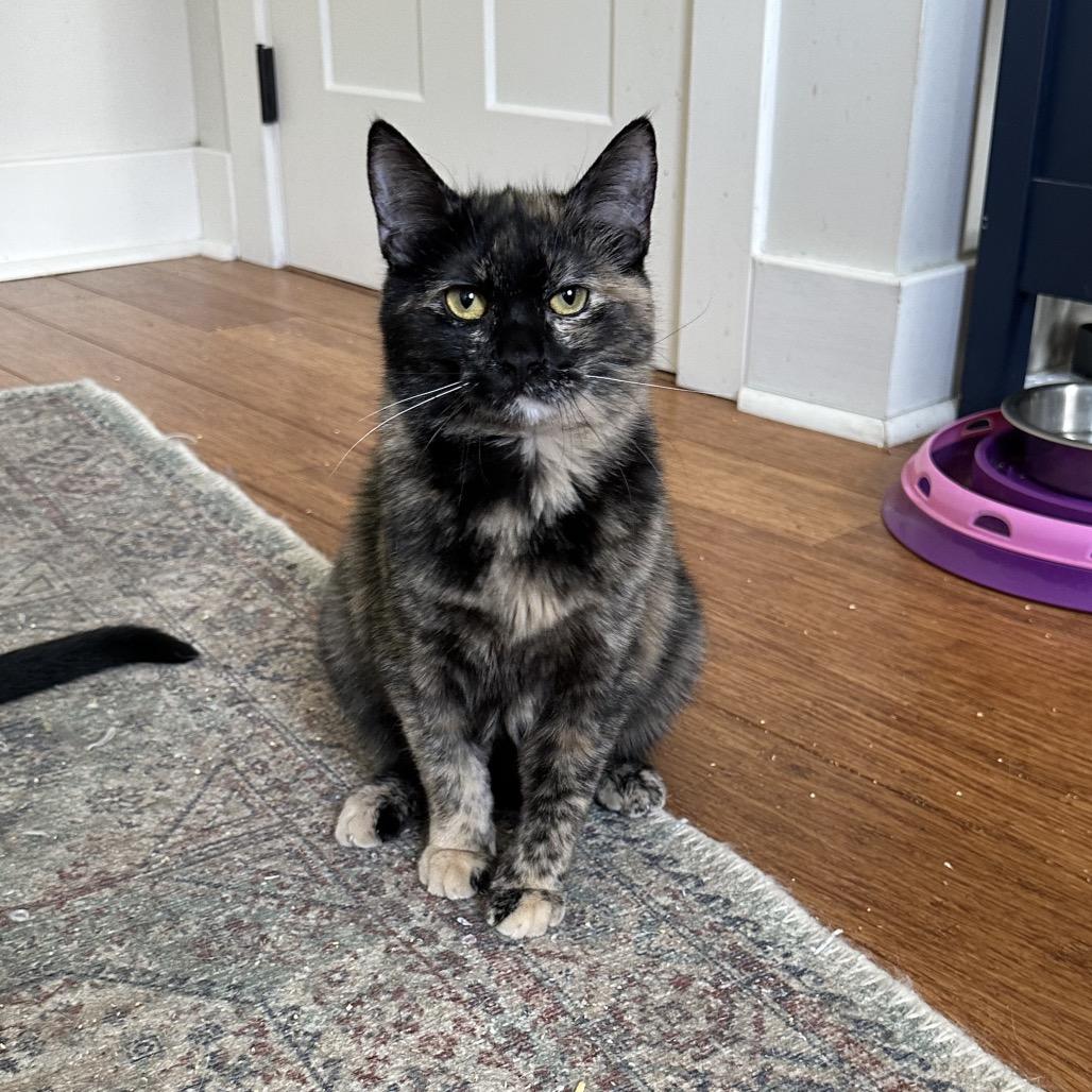 Enlarge Jennifer, a Adoptable Domestic Short Hair in Gibsonia, PA image 4/6