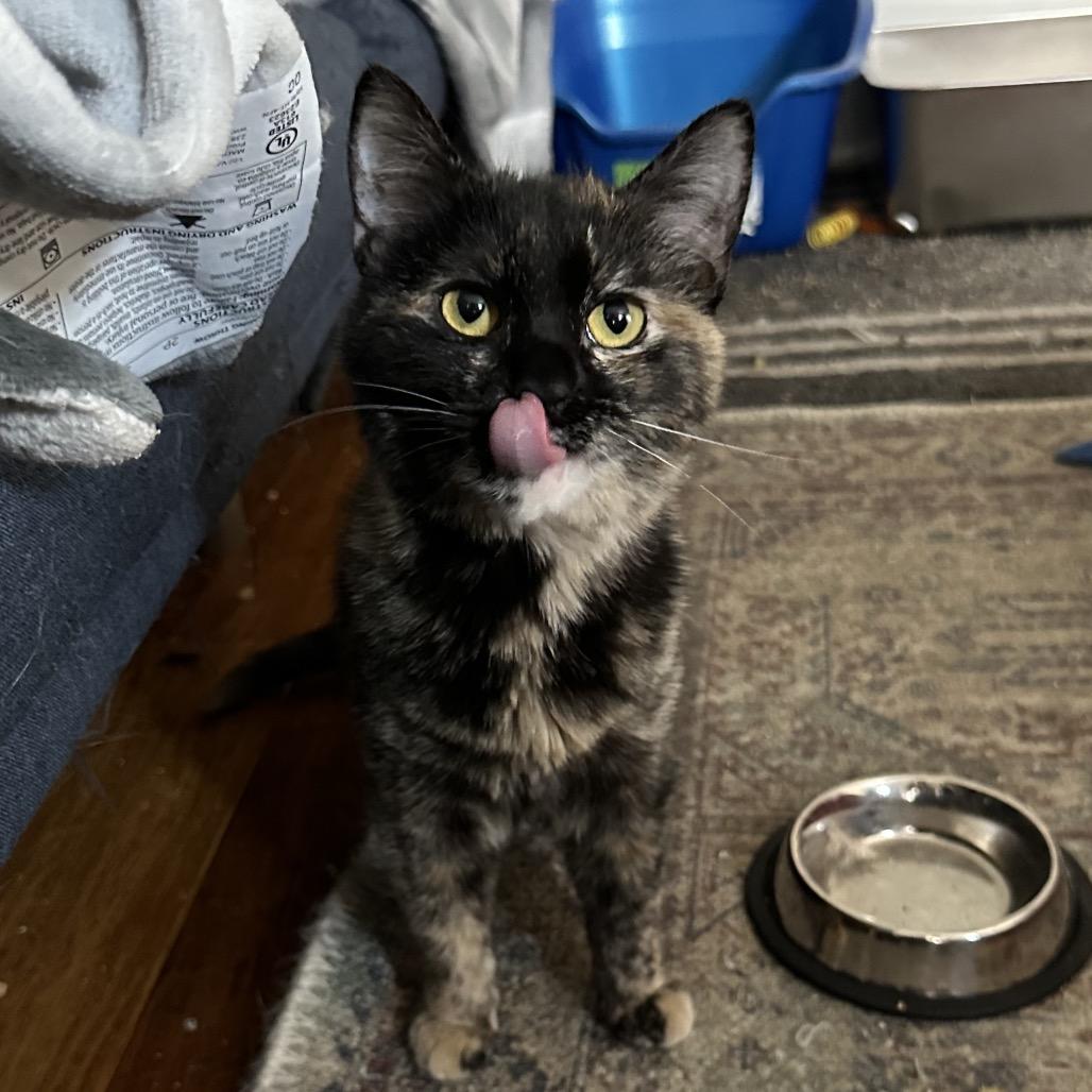 Enlarge Jennifer, a Adoptable Domestic Short Hair in Gibsonia, PA image 5/6