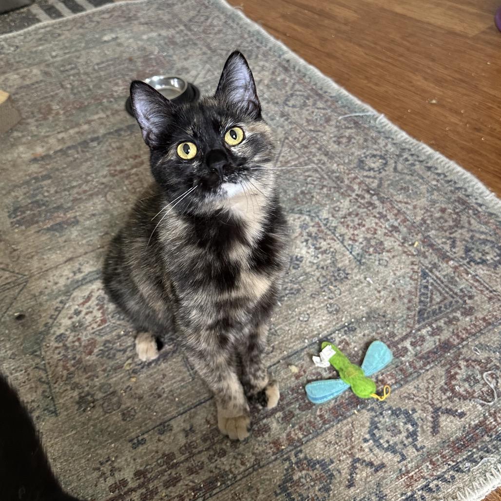 Enlarge Jennifer, a Adoptable Domestic Short Hair in Gibsonia, PA image 6/6