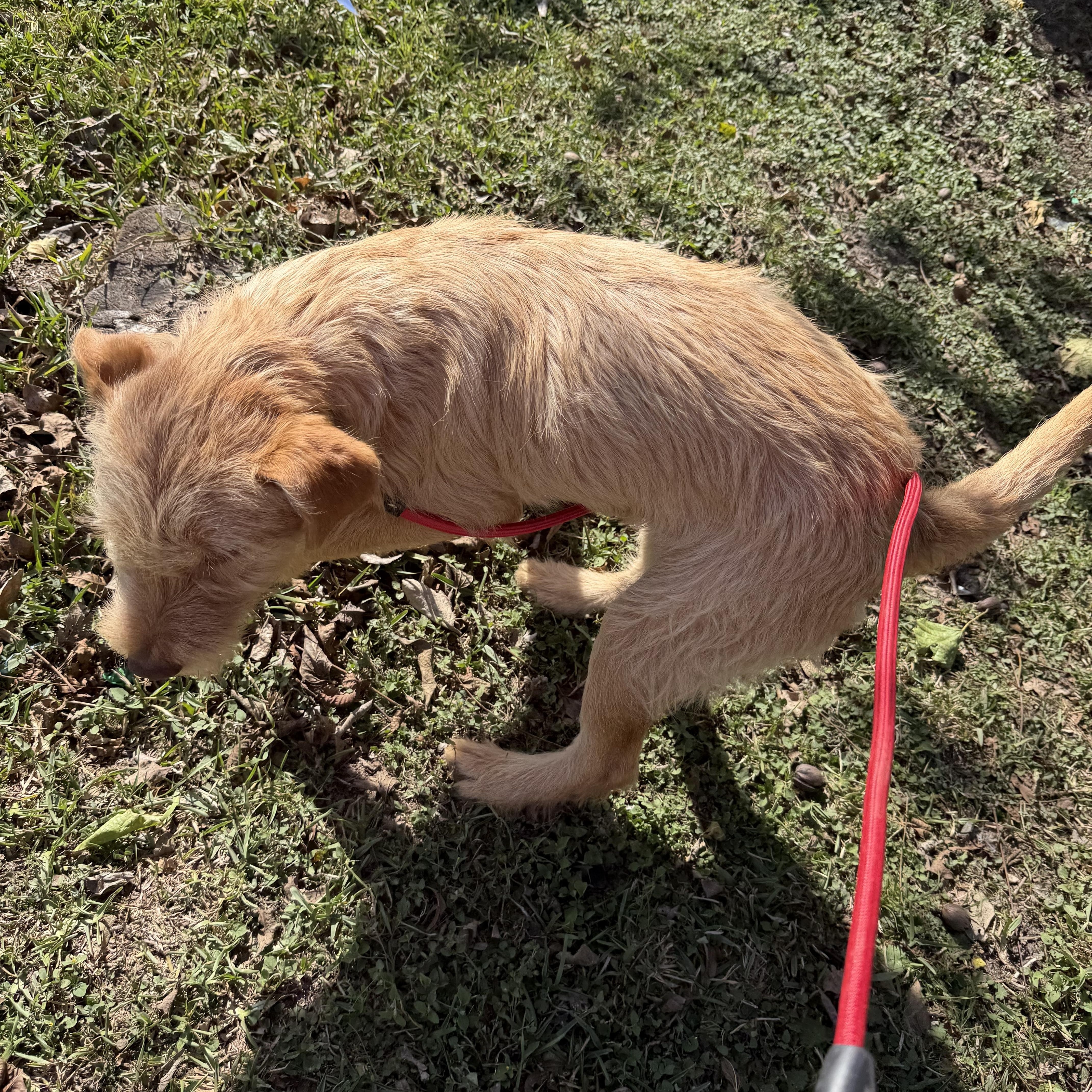 Enlarge Kia, a ADOPTABLE mixed breed in Westerly, RI image 2/3