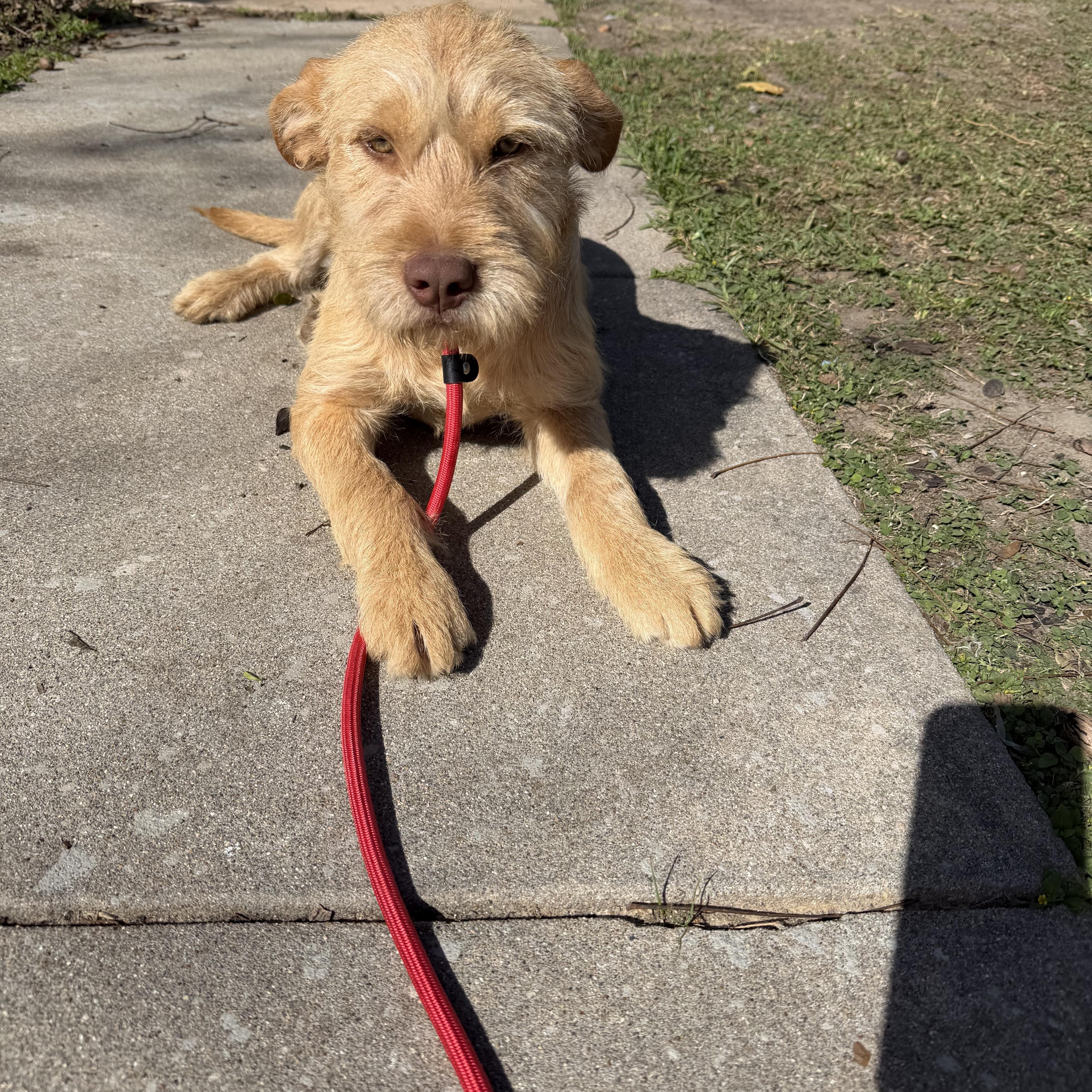 Enlarge Kia, a ADOPTABLE mixed breed in Westerly, RI image 3/3