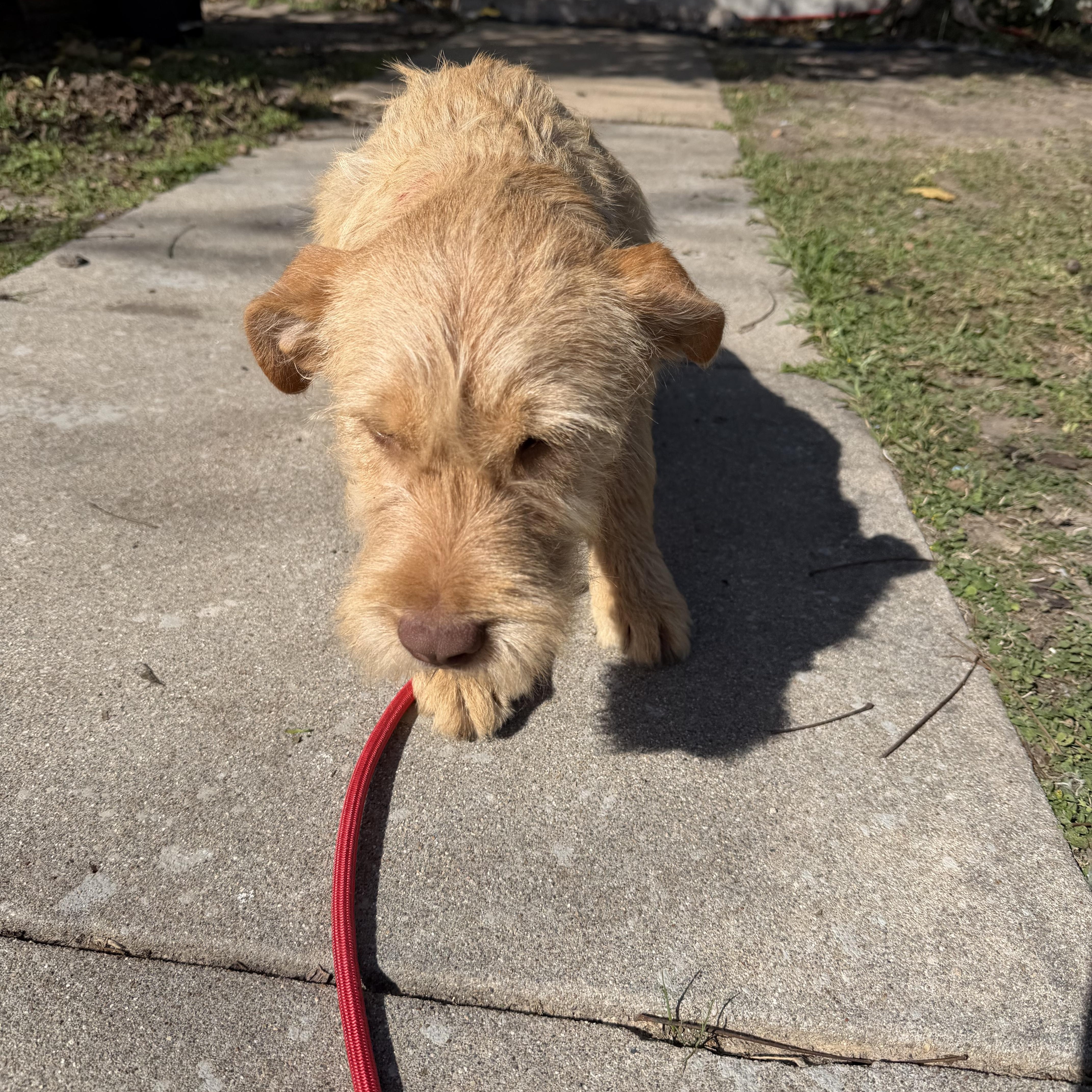 Kia, ADOPTABLE, Young Female Labradoodle.