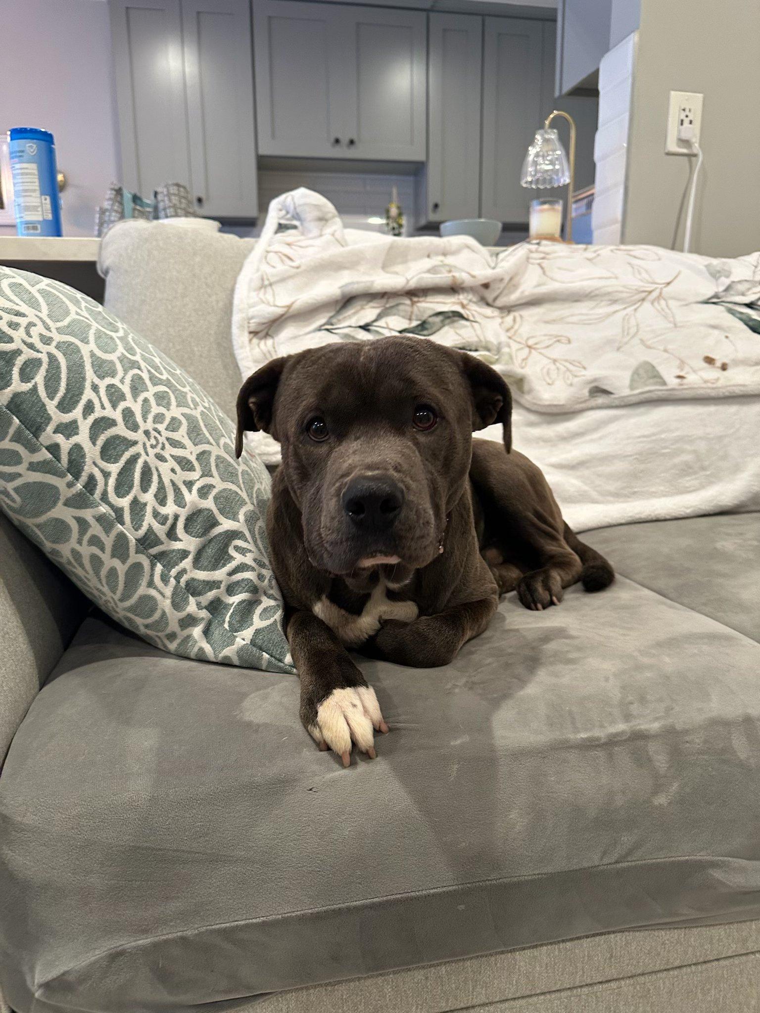 Petey, Adoptable, Adult Male Pit Bull Terrier.