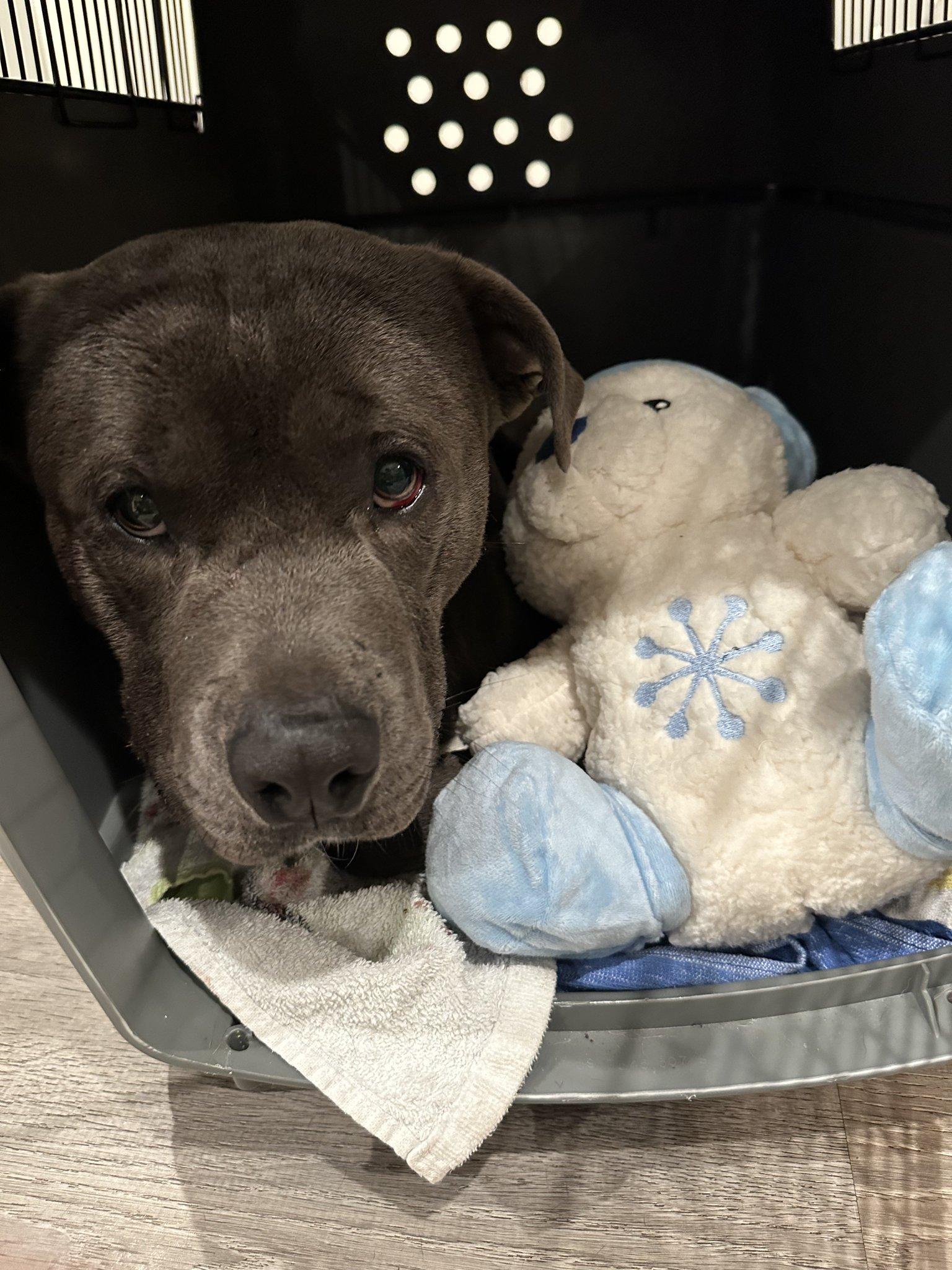 Enlarge Petey, a Adoptable Pit Bull Terrier in Roseville, CA image 2/2