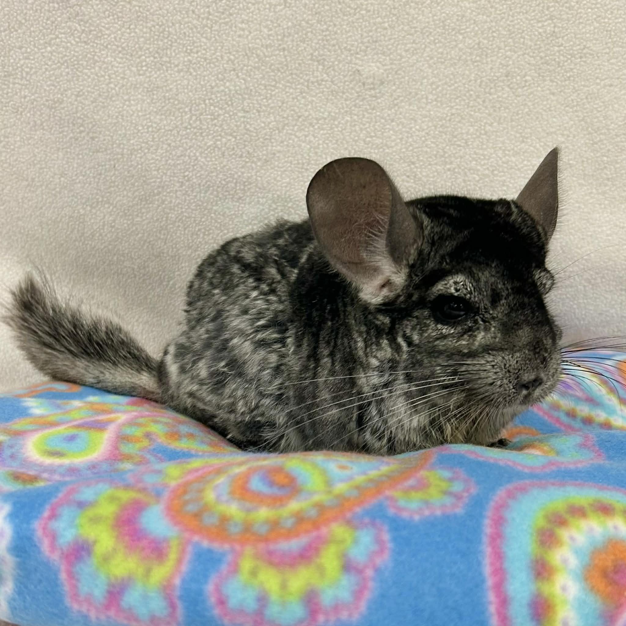 Enlarge Countess Cornelia Crustard, a ADOPTABLE Chinchilla in Edgewood, MD image 3/6