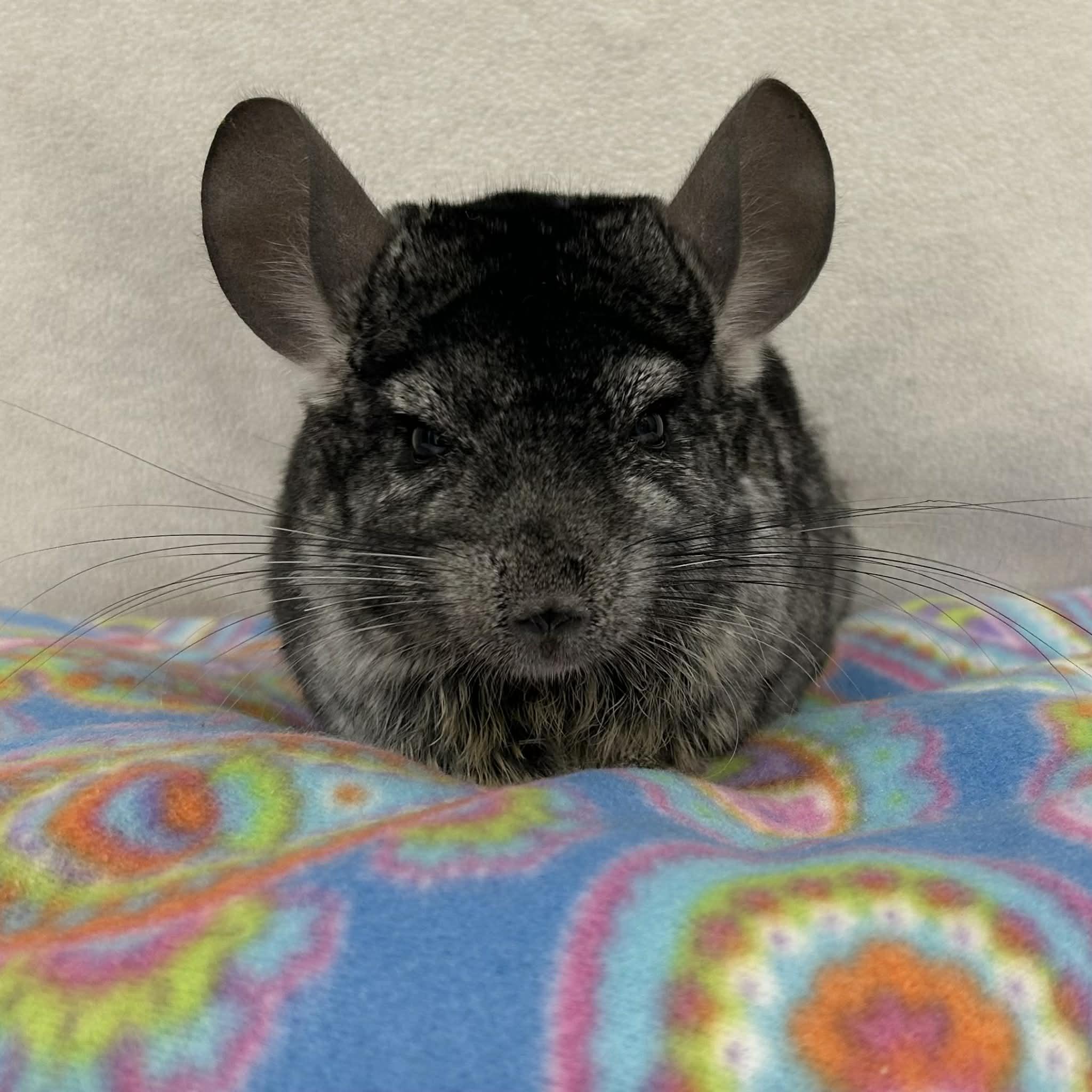 Enlarge Countess Cornelia Crustard, a ADOPTABLE Chinchilla in Edgewood, MD image 2/6