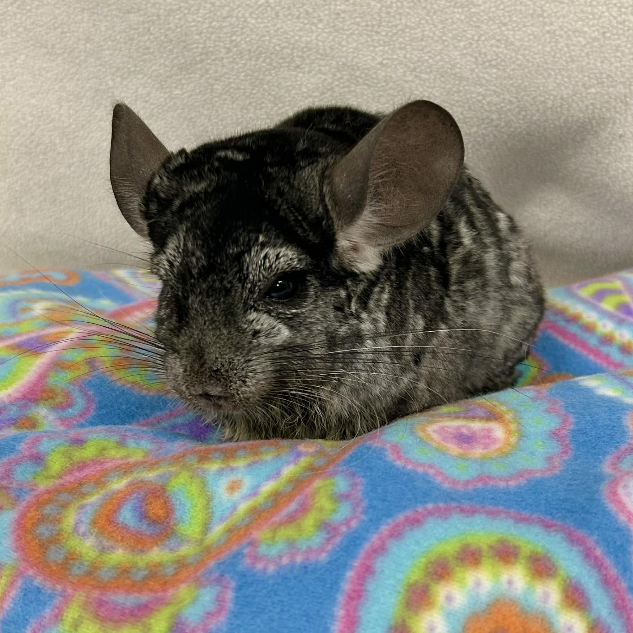 Enlarge Countess Cornelia Crustard, a ADOPTABLE Chinchilla in Edgewood, MD image 6/6