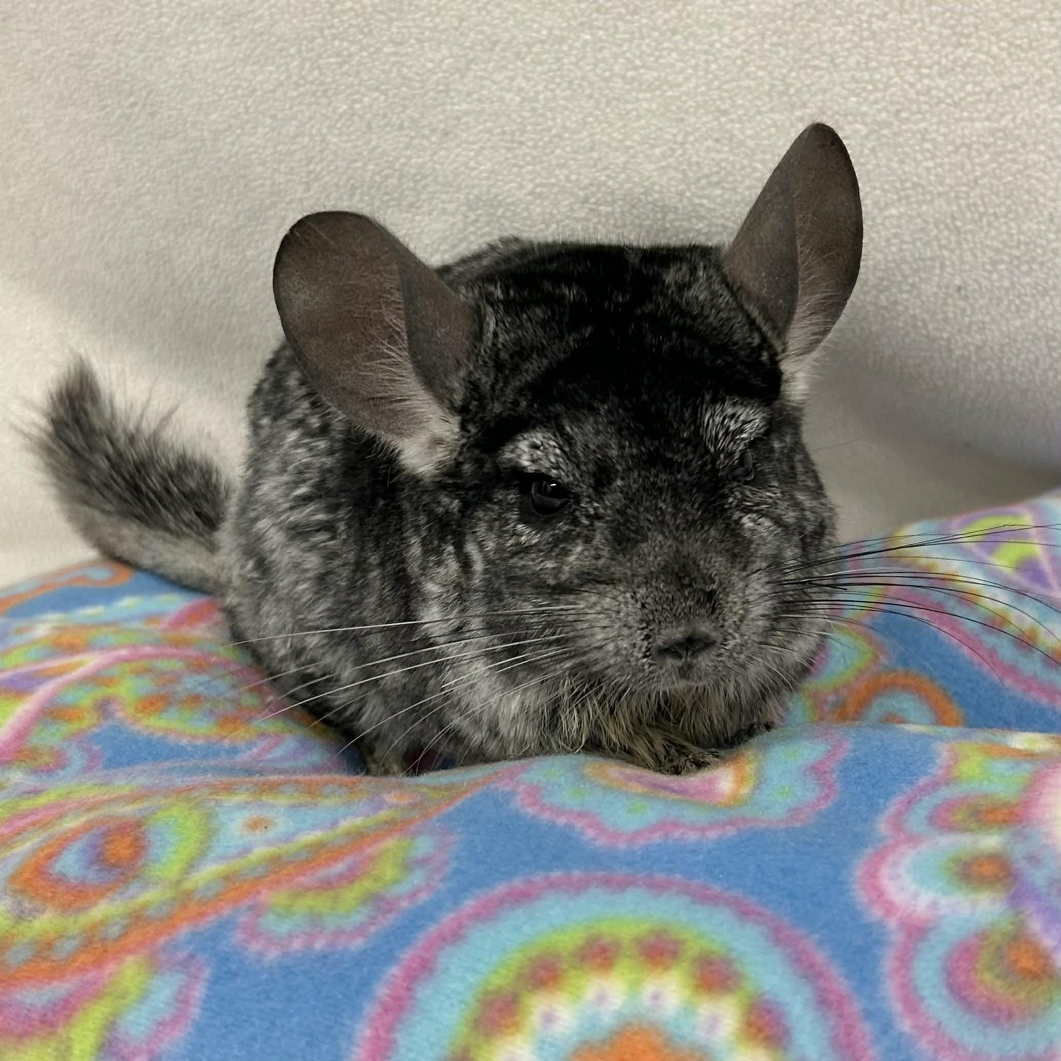Countess Cornelia Crustard, ADOPTABLE, Adult Female Chinchilla.
