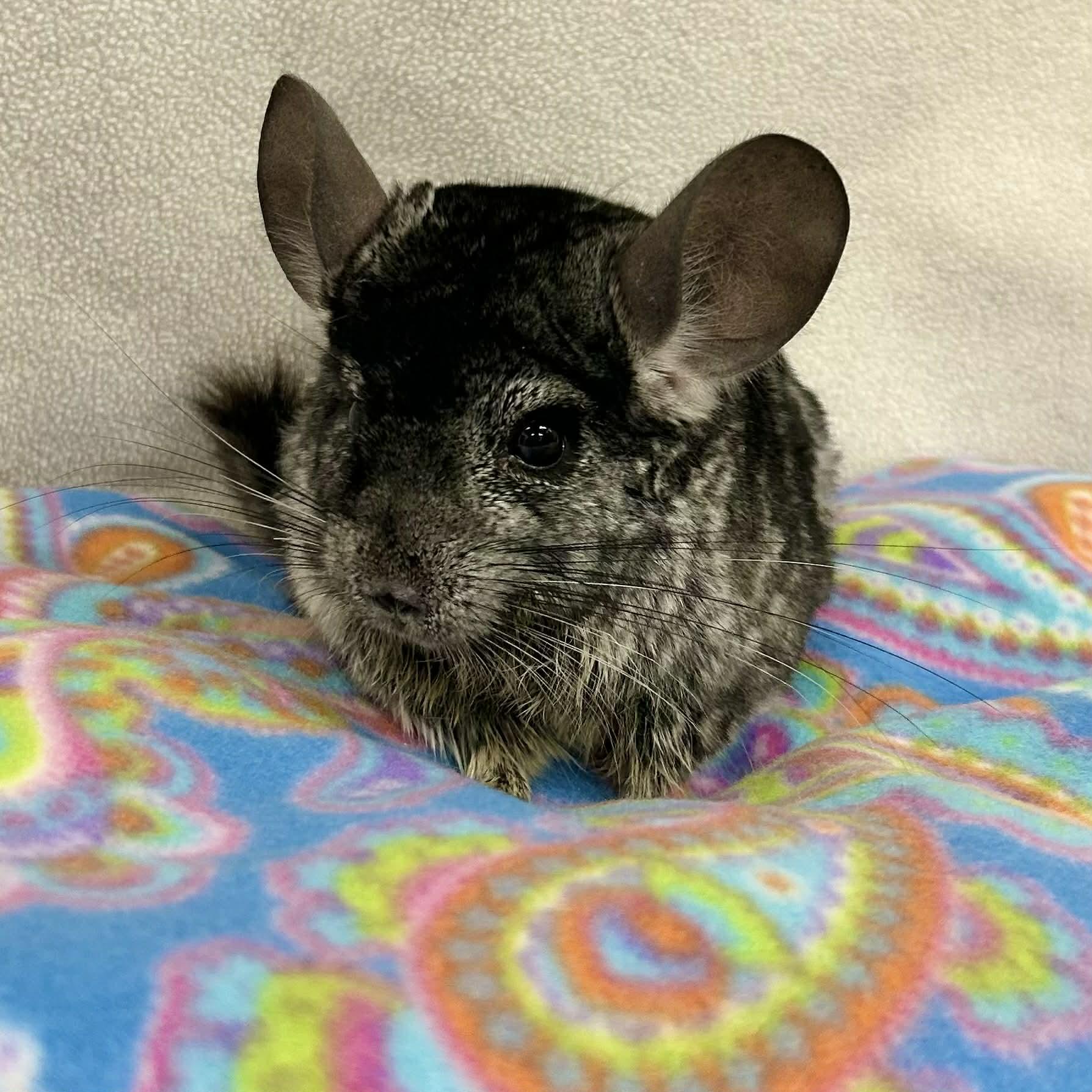Enlarge Countess Cornelia Crustard, a ADOPTABLE Chinchilla in Edgewood, MD image 4/6