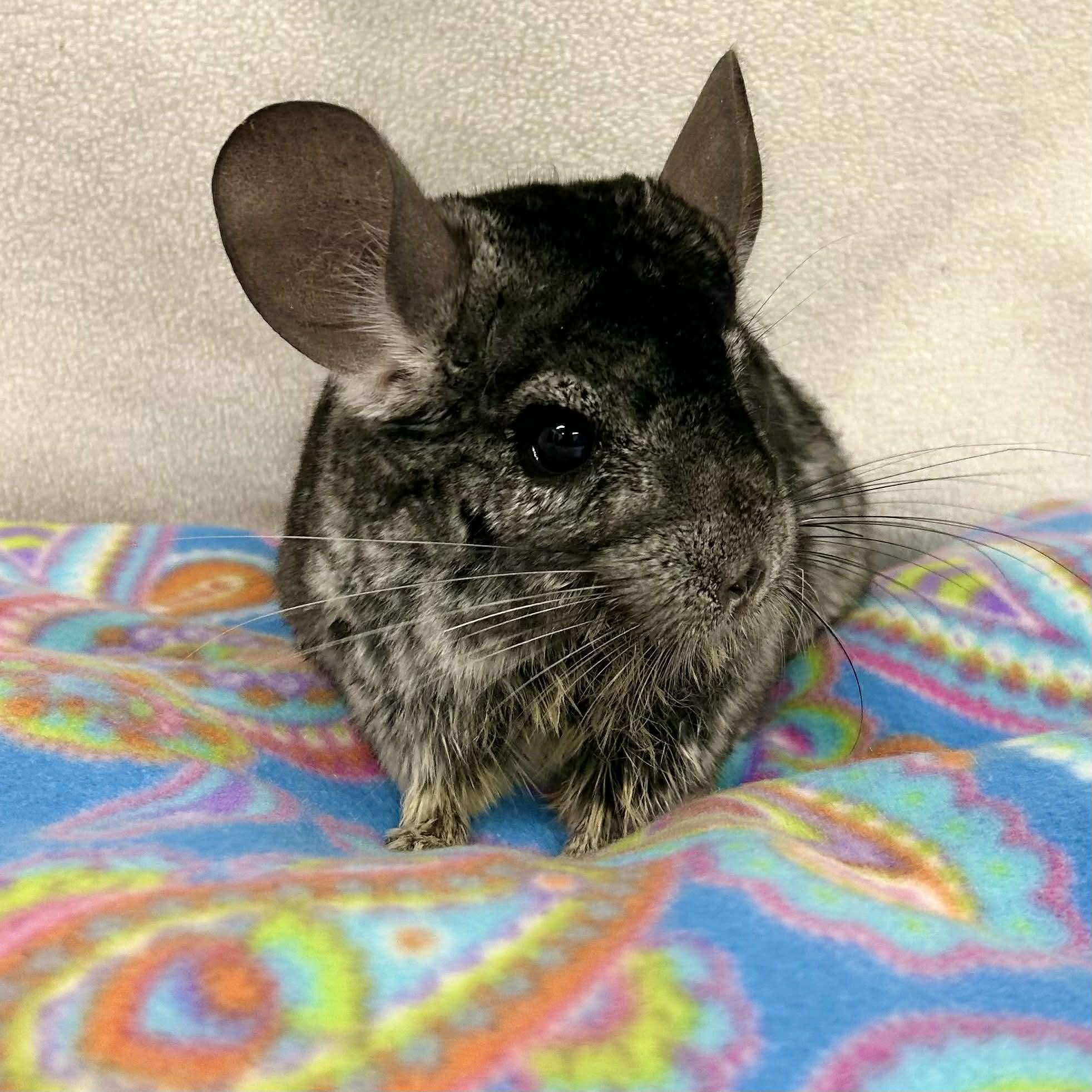 Enlarge Countess Cornelia Crustard, a ADOPTABLE Chinchilla in Edgewood, MD image 5/6